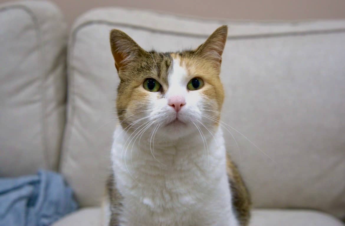 Sacha Von Fluff - Cattitude Queen (DSH) cat available for adoption at Zoe's Animal Rescue in Edmonton (1 of 5)