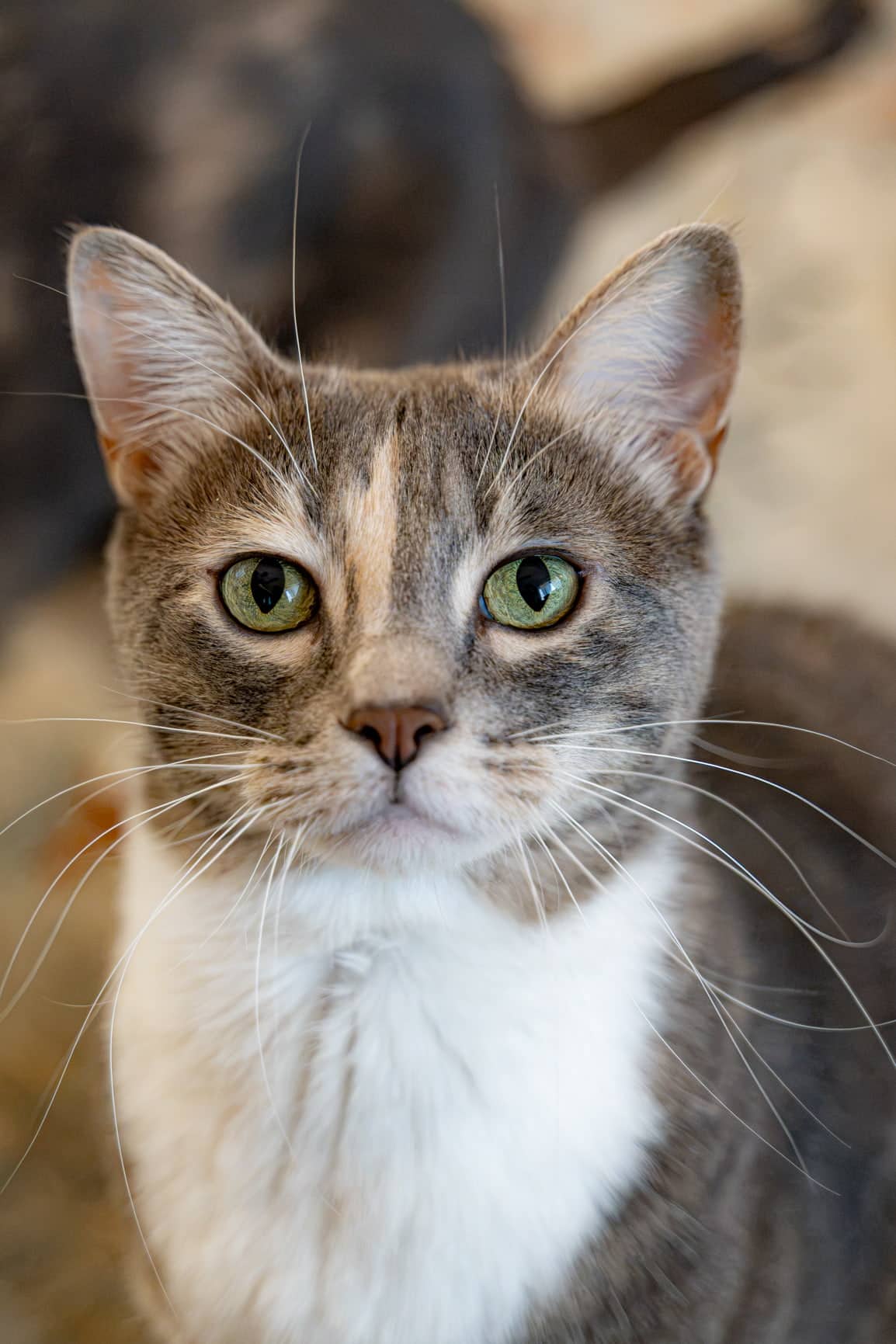 Sniffle Belly - Bonded Torbie (DSH) available for adoption