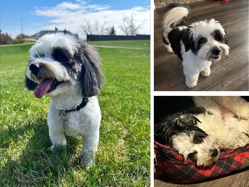 Flapjack (aka Flappy) - Other available for adoption at Owner Rehoming in Calgary