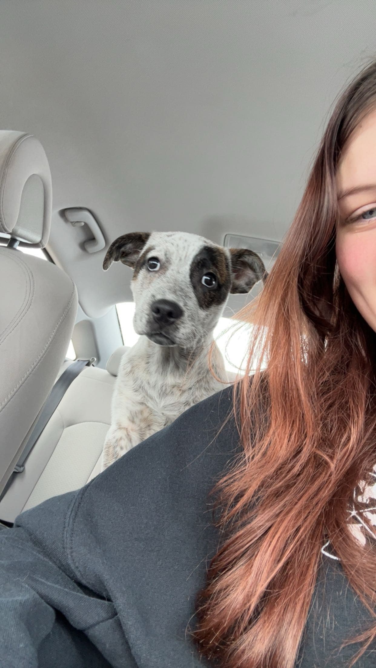 Frankie - Mixed breed with Blue heeler available for adoption at Owner Rehoming in Ontario