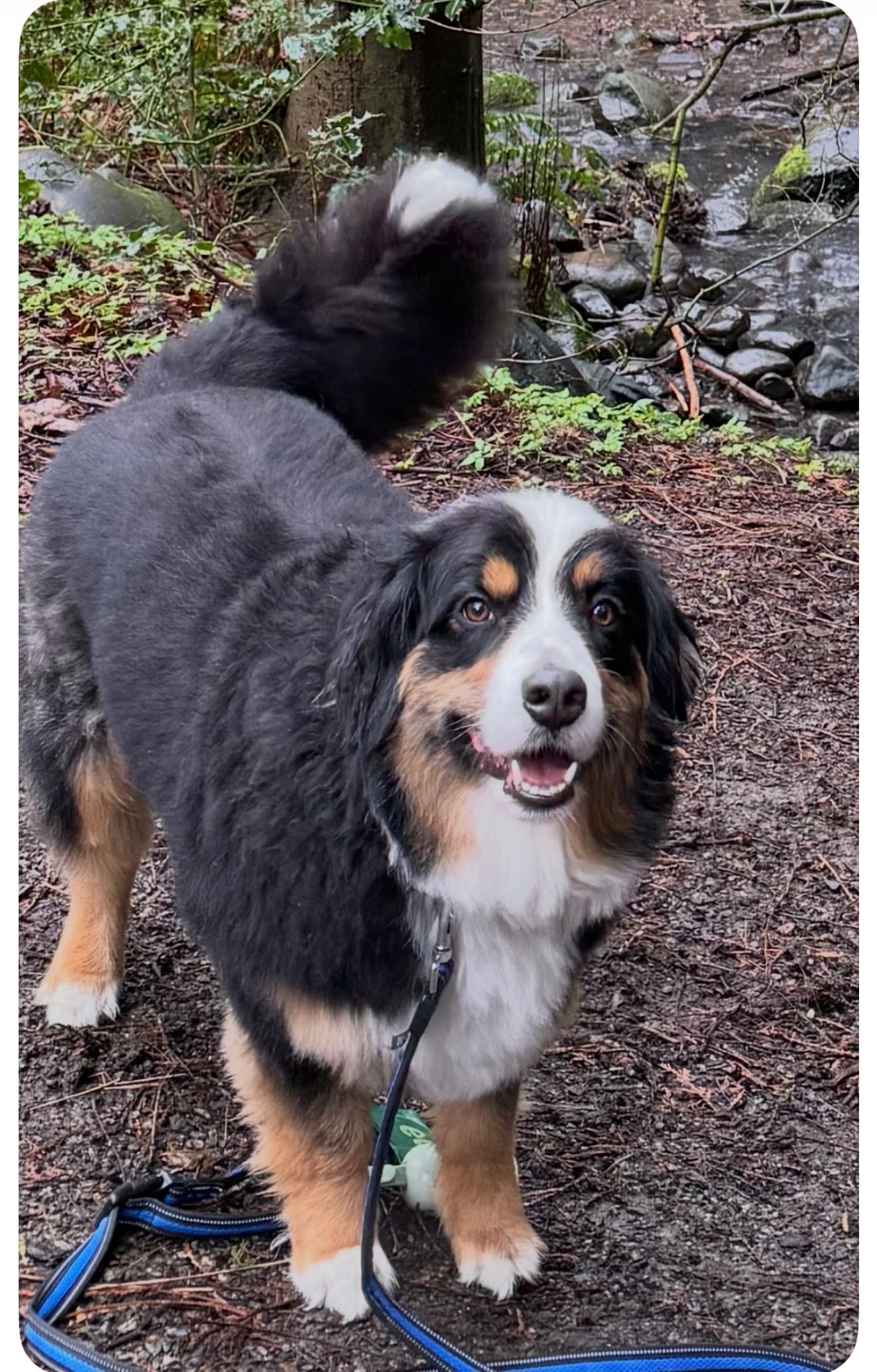 Murphy - Australian Shepherd available for adoption at Owner Rehoming in Vancouver