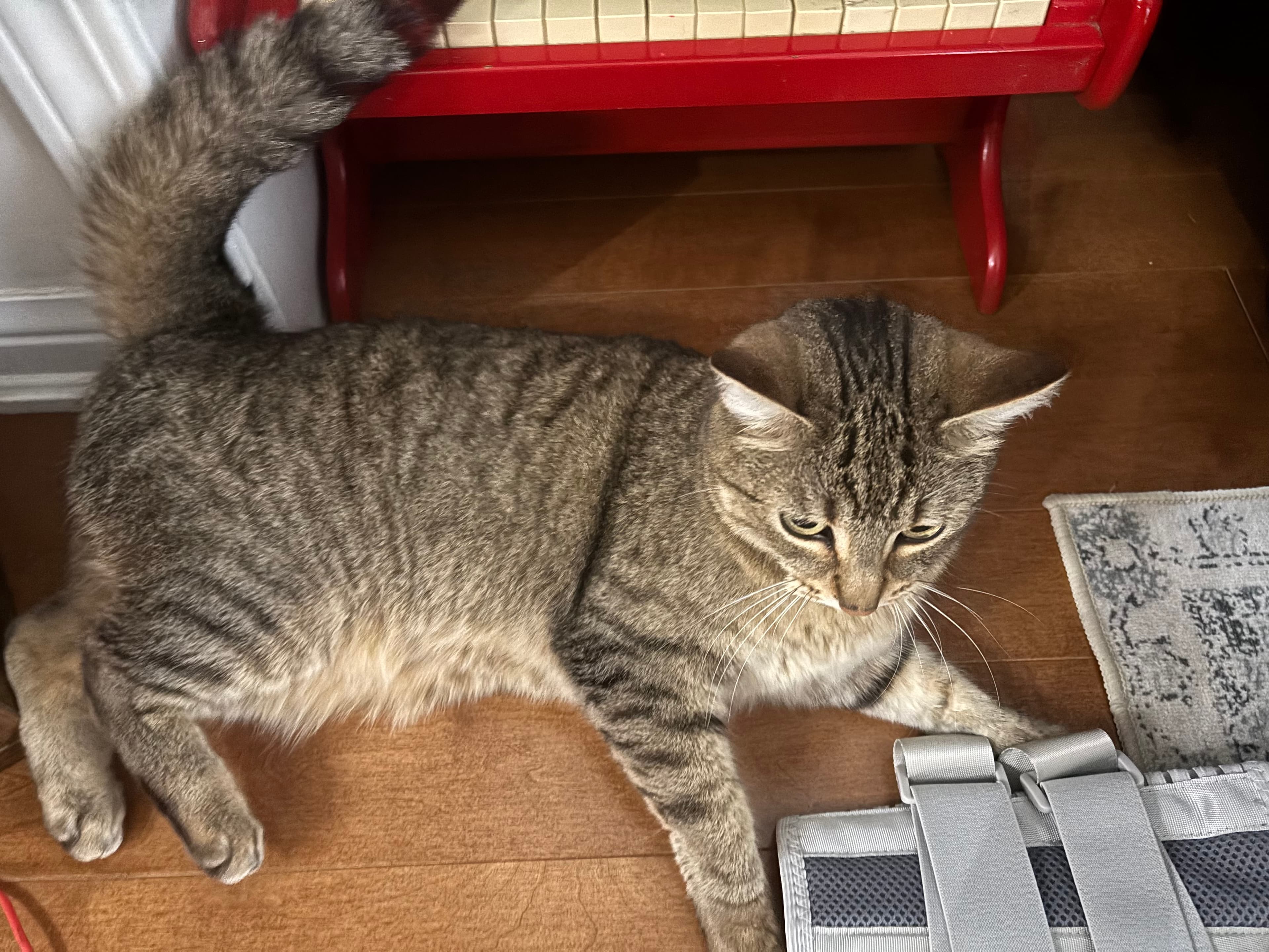 Orio - Domestic shorthair cat available for adoption at Owner Rehoming in Hamilton