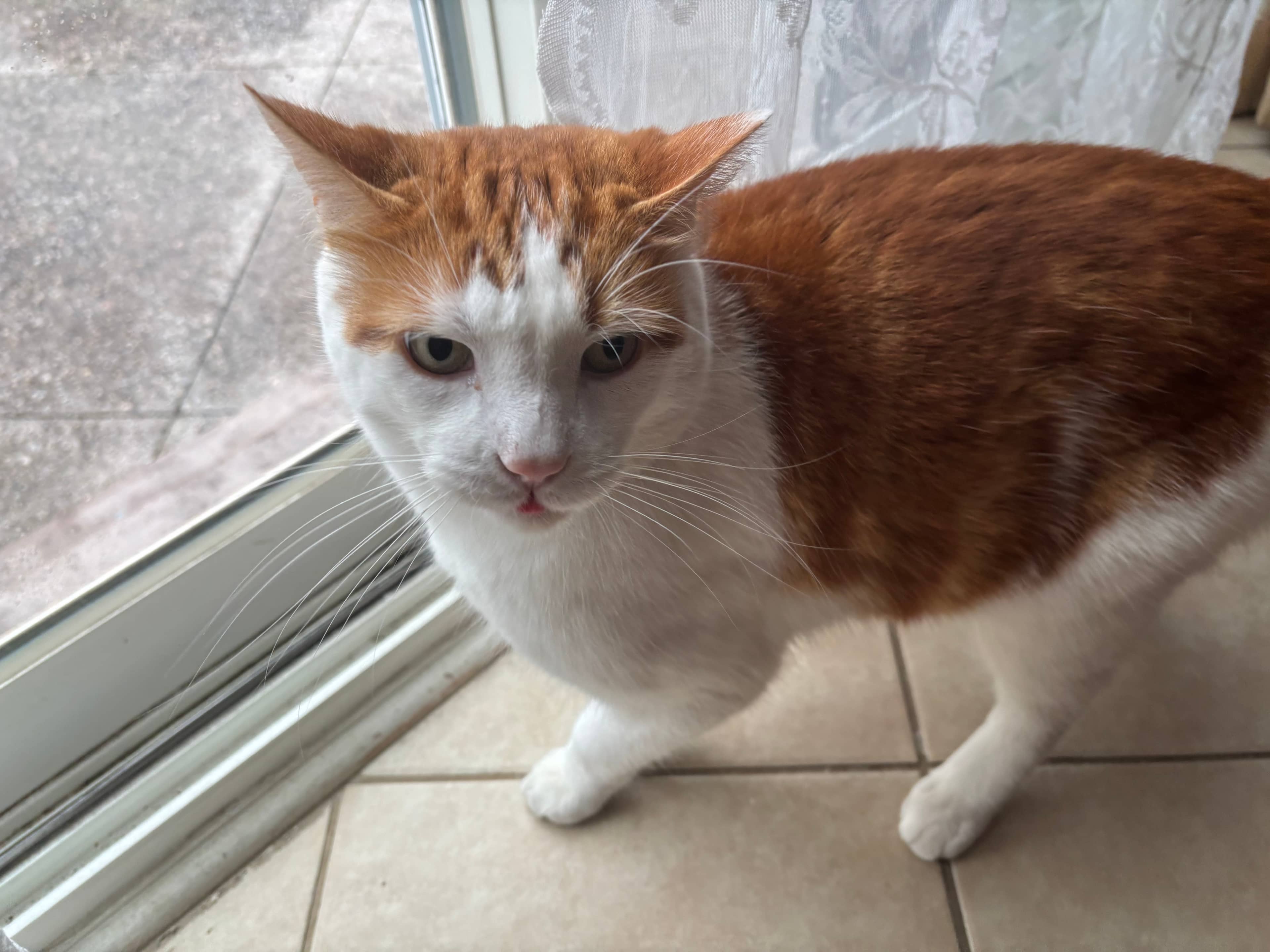 Columbus - Domestic short hair available for adoption