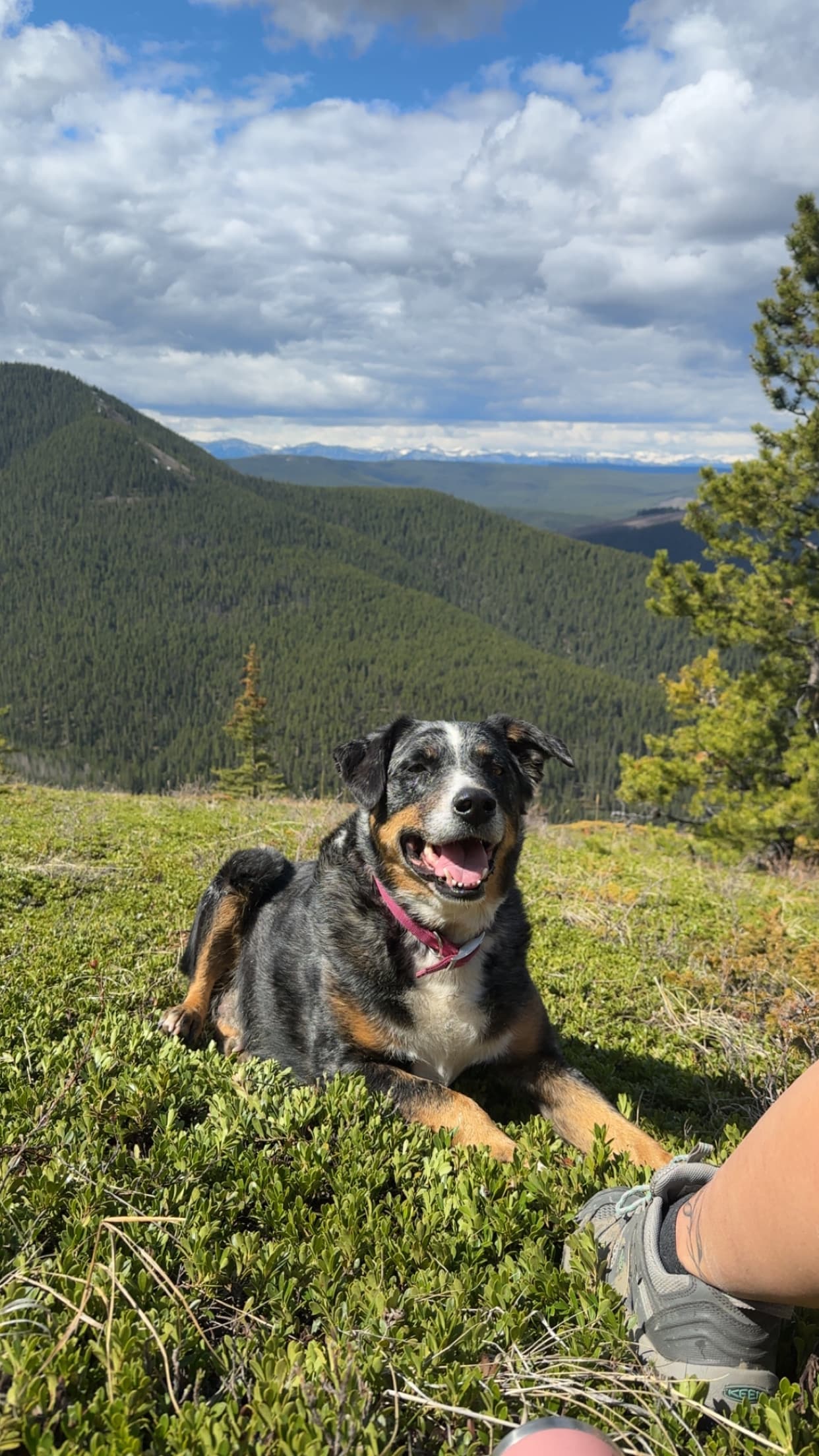 Mia - Mixed Breed available for adoption at Owner Rehoming in Calgary