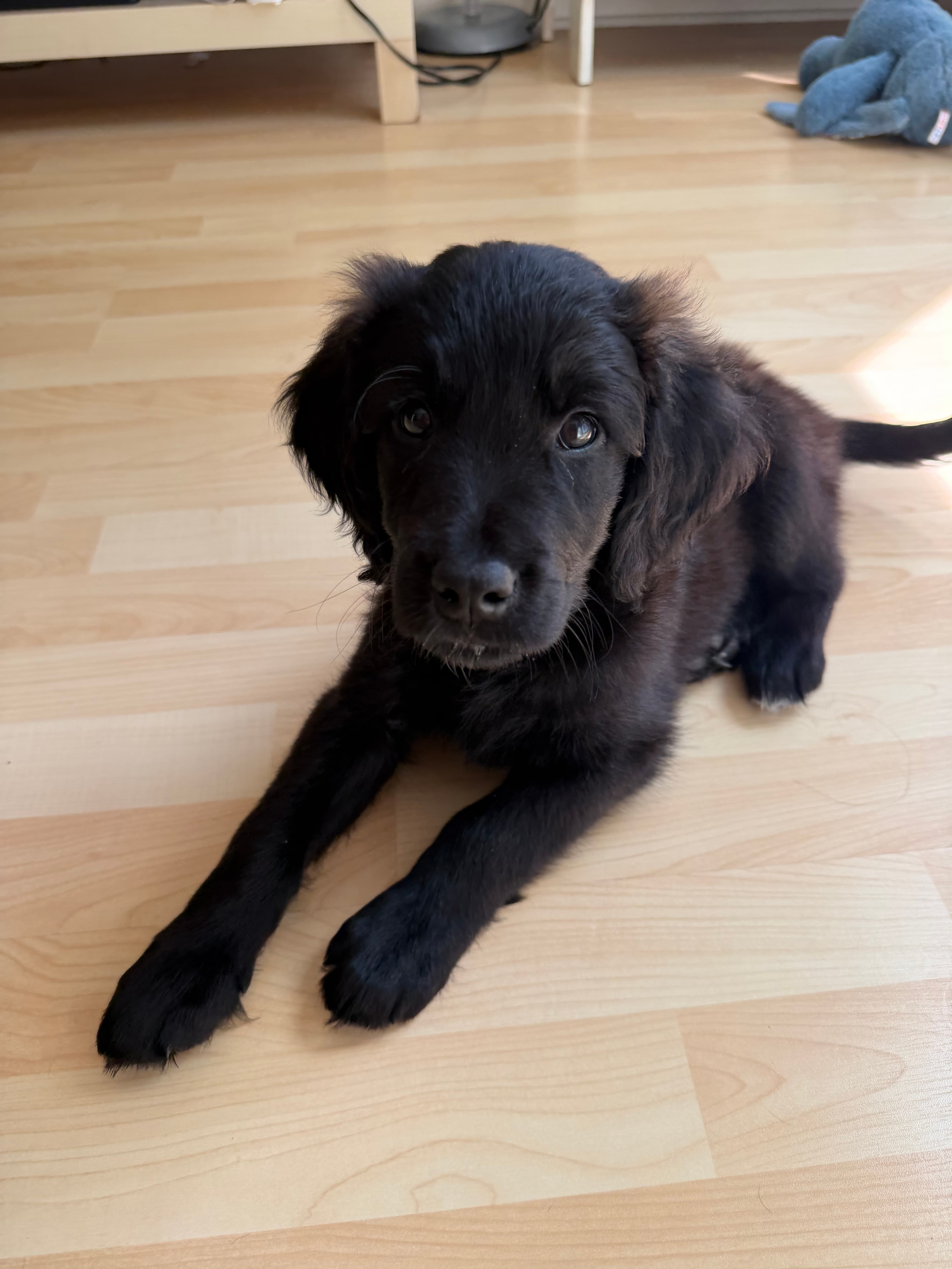 Bean - Labrador Retriever available for adoption at Owner Rehoming in Toronto