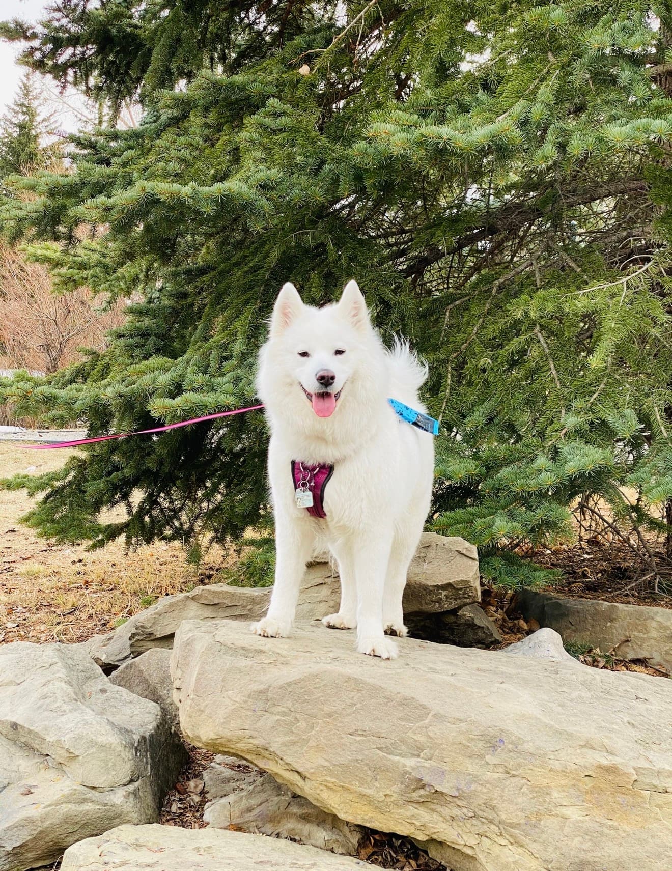 SNOW - Samoyed available for adoption at Owner Rehoming in Calgary