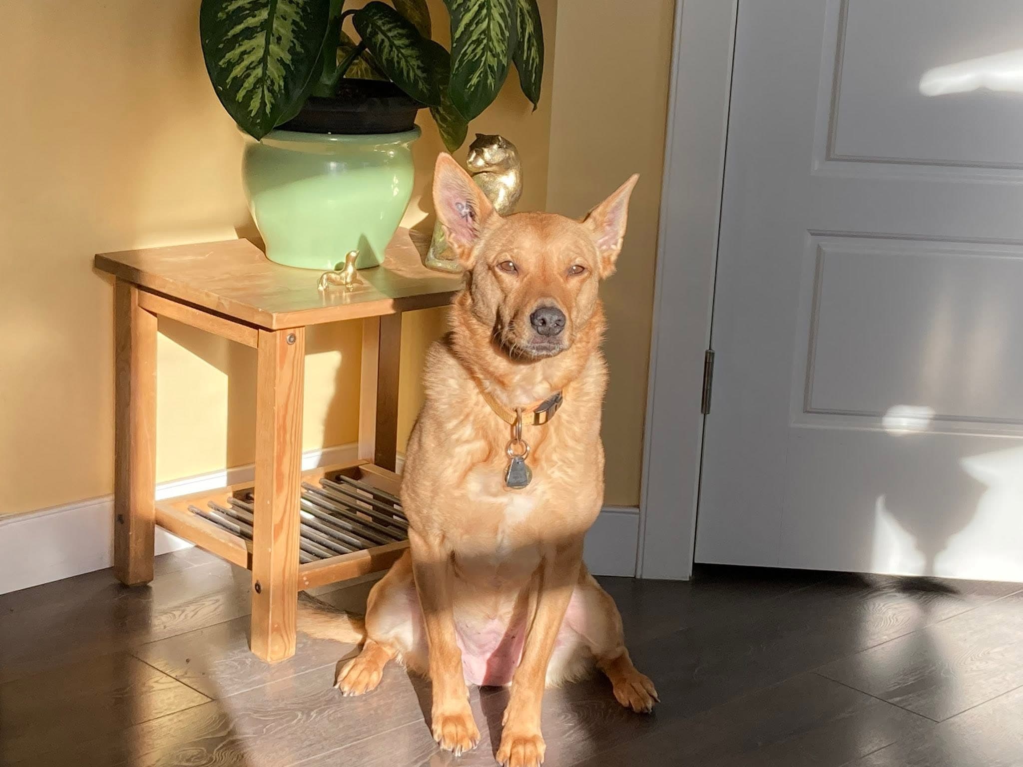 Honey - Shepherd Mix available for adoption at Owner Rehoming in Calgary