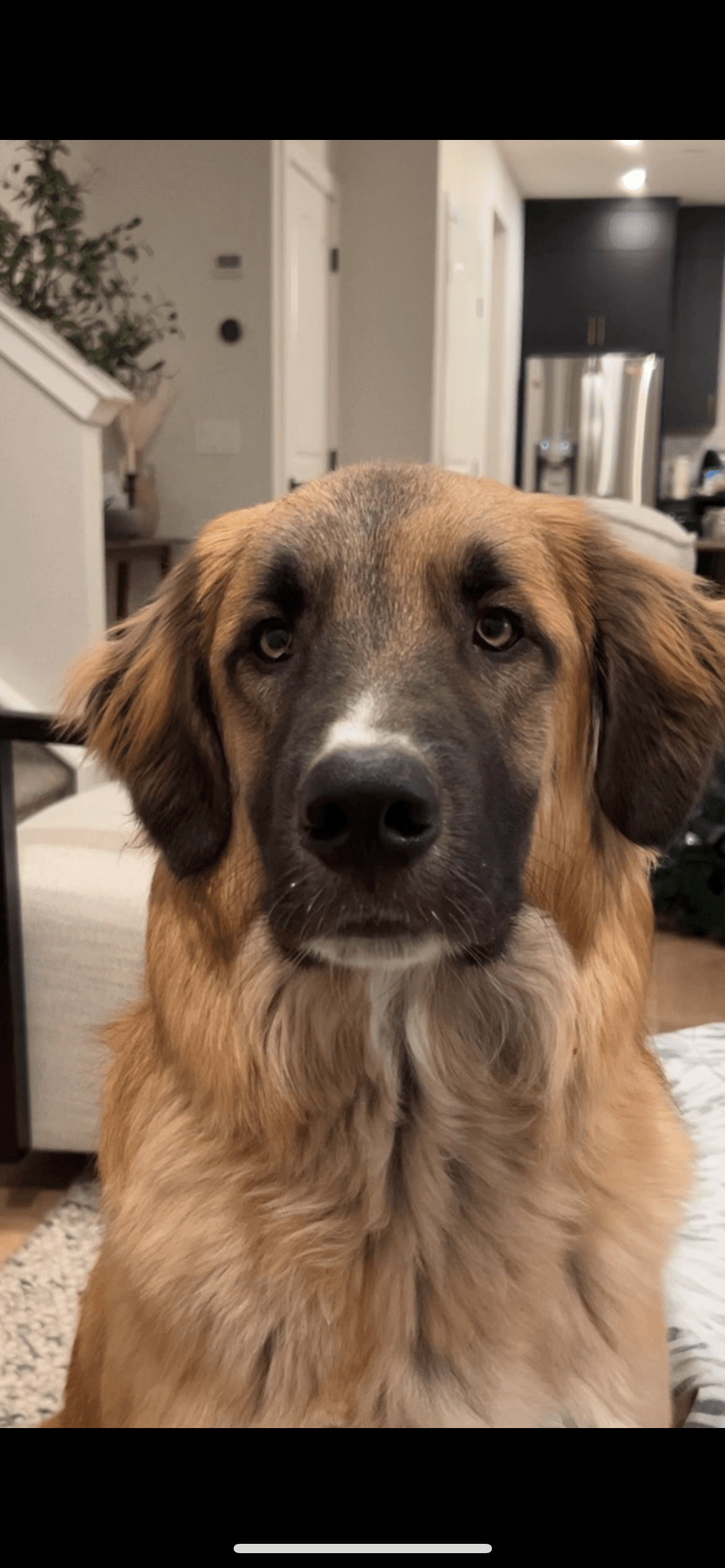 Louie - Golden border collie mix available for adoption at Owner Rehoming in Calgary