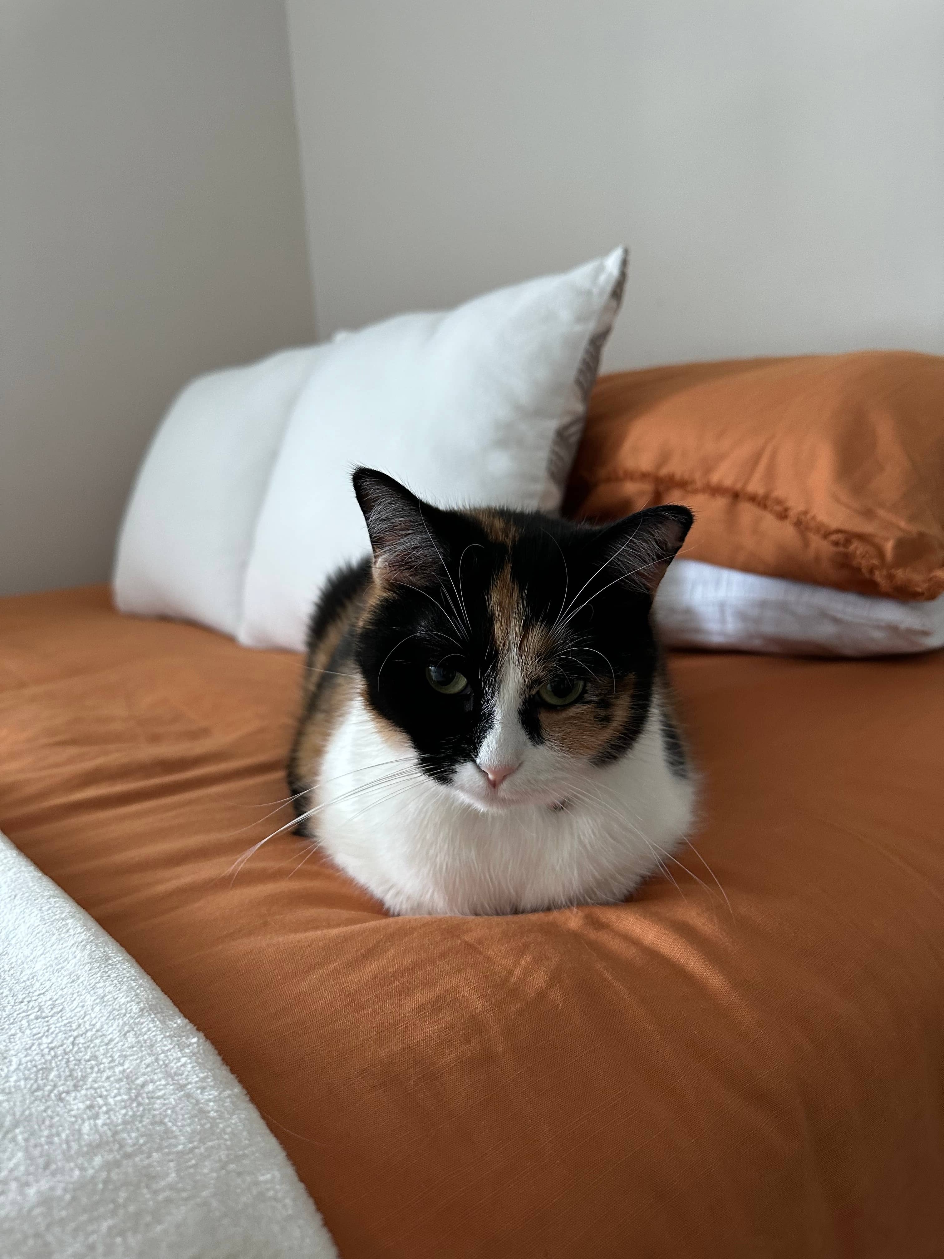 Tangerine - Short Hair Mixed Calico available for adoption