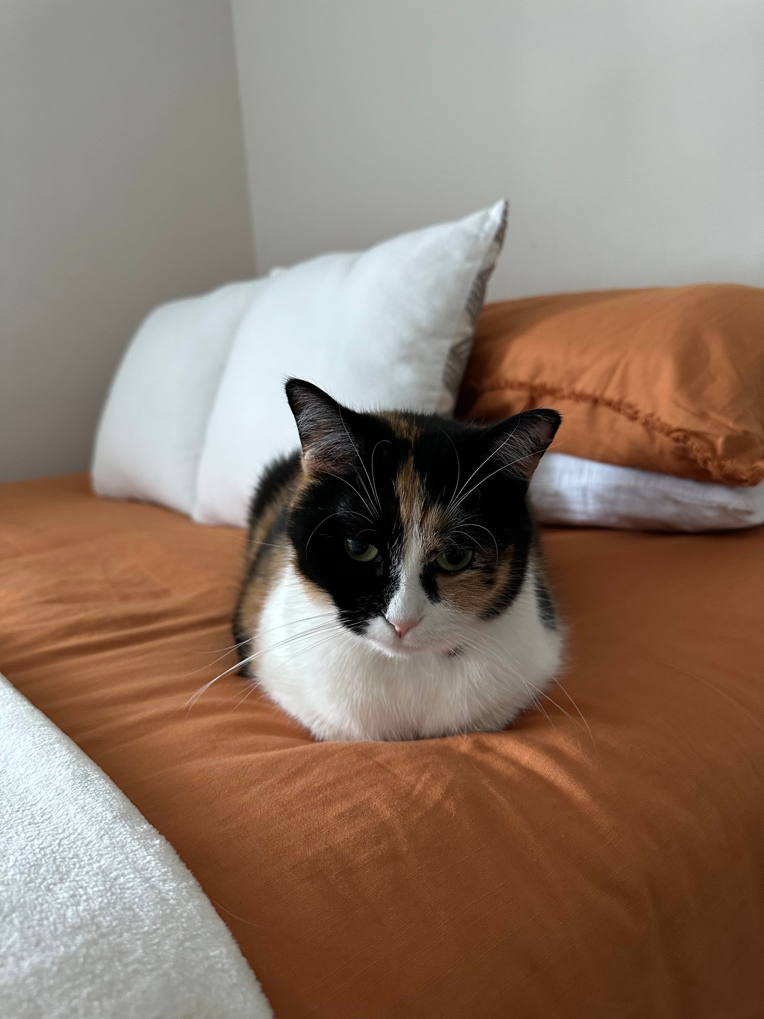 Tangerine - Short Hair Mixed Calico cat available for adoption in Calgary