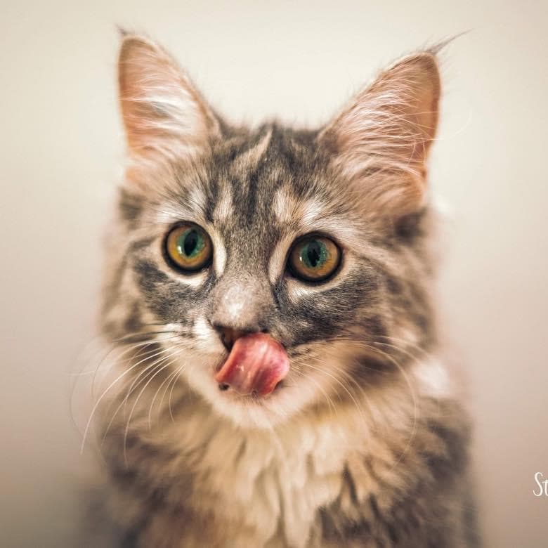 Peach - Long Domestic Blue Cream Tortoiseshell cat available for adoption at Owner Rehoming in Regina