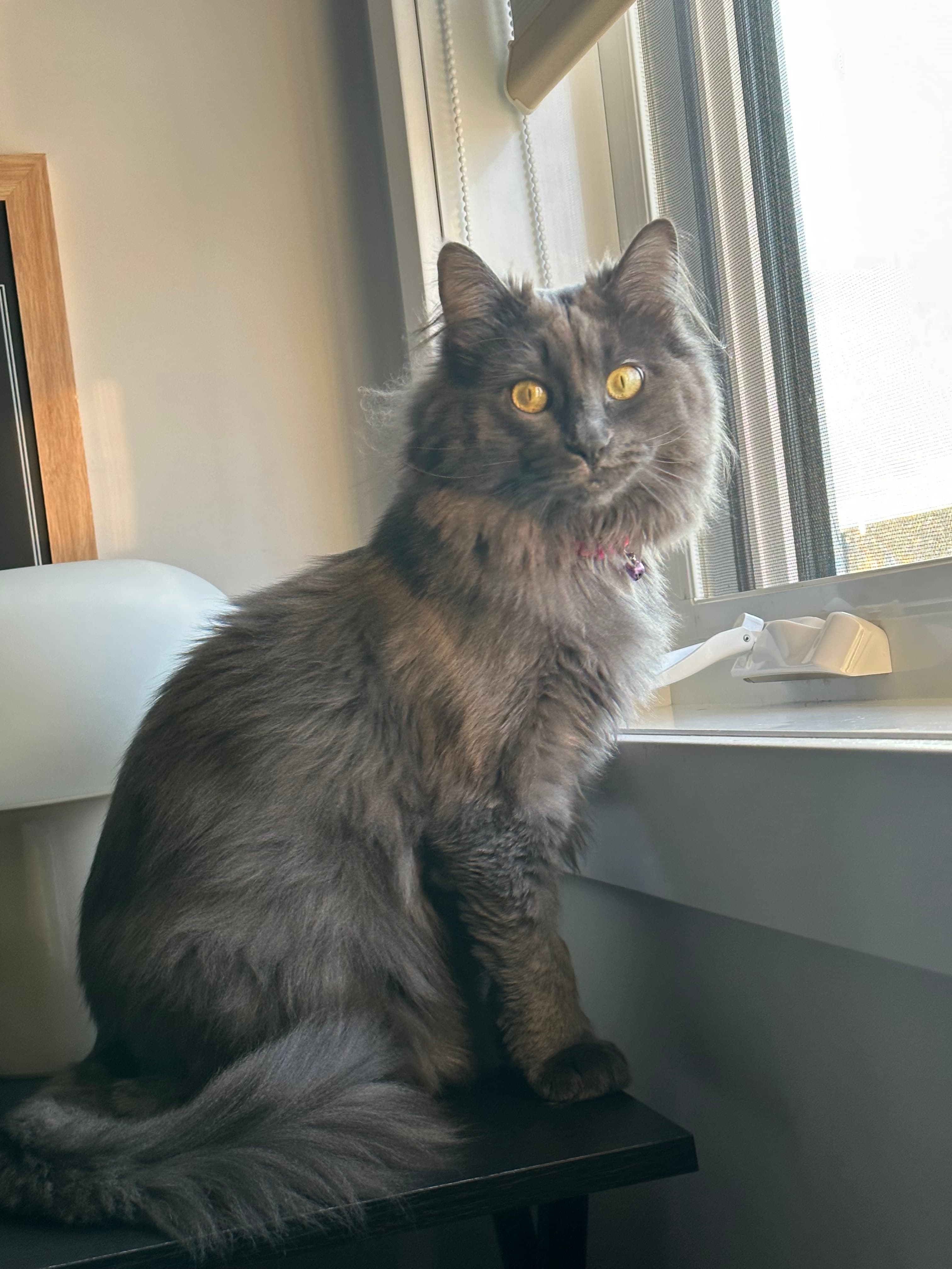 Caliope - Domestic Medium Hair cat available for adoption at Owner Rehoming in Regina