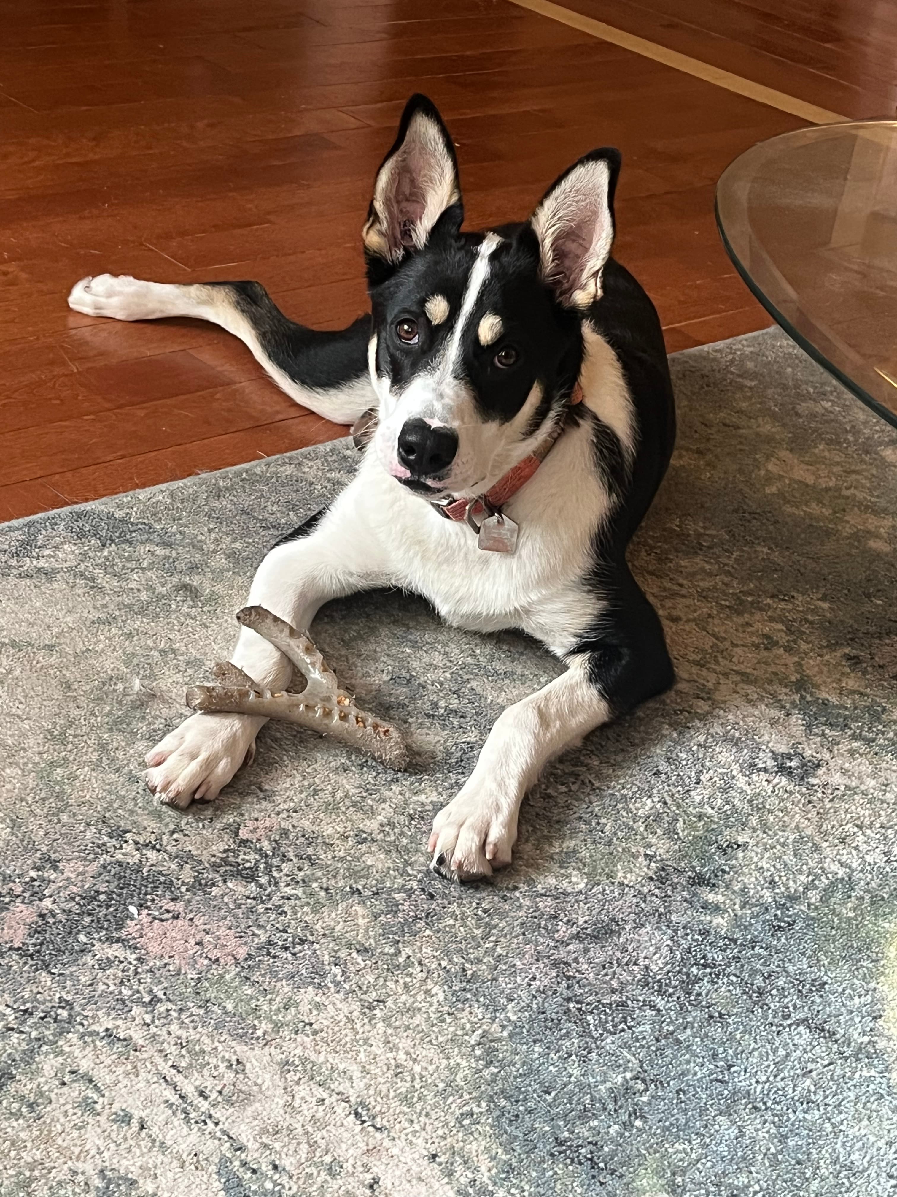 Hala - Border Collie husky cross available for adoption at Owner Rehoming in Winnipeg