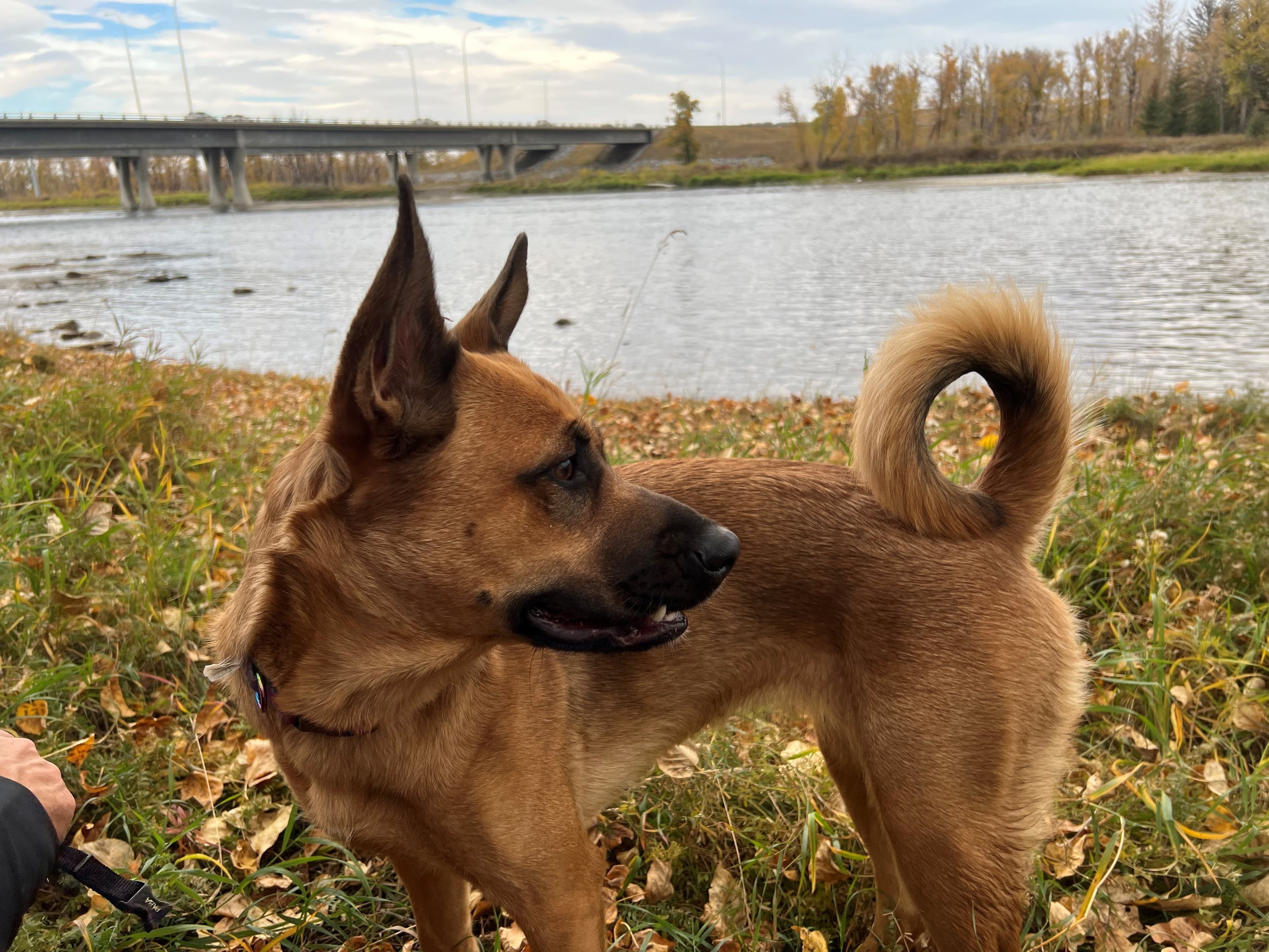 Bear - German Shepard, Alaskan Malamute, Husky mix available for adoption in Calgary