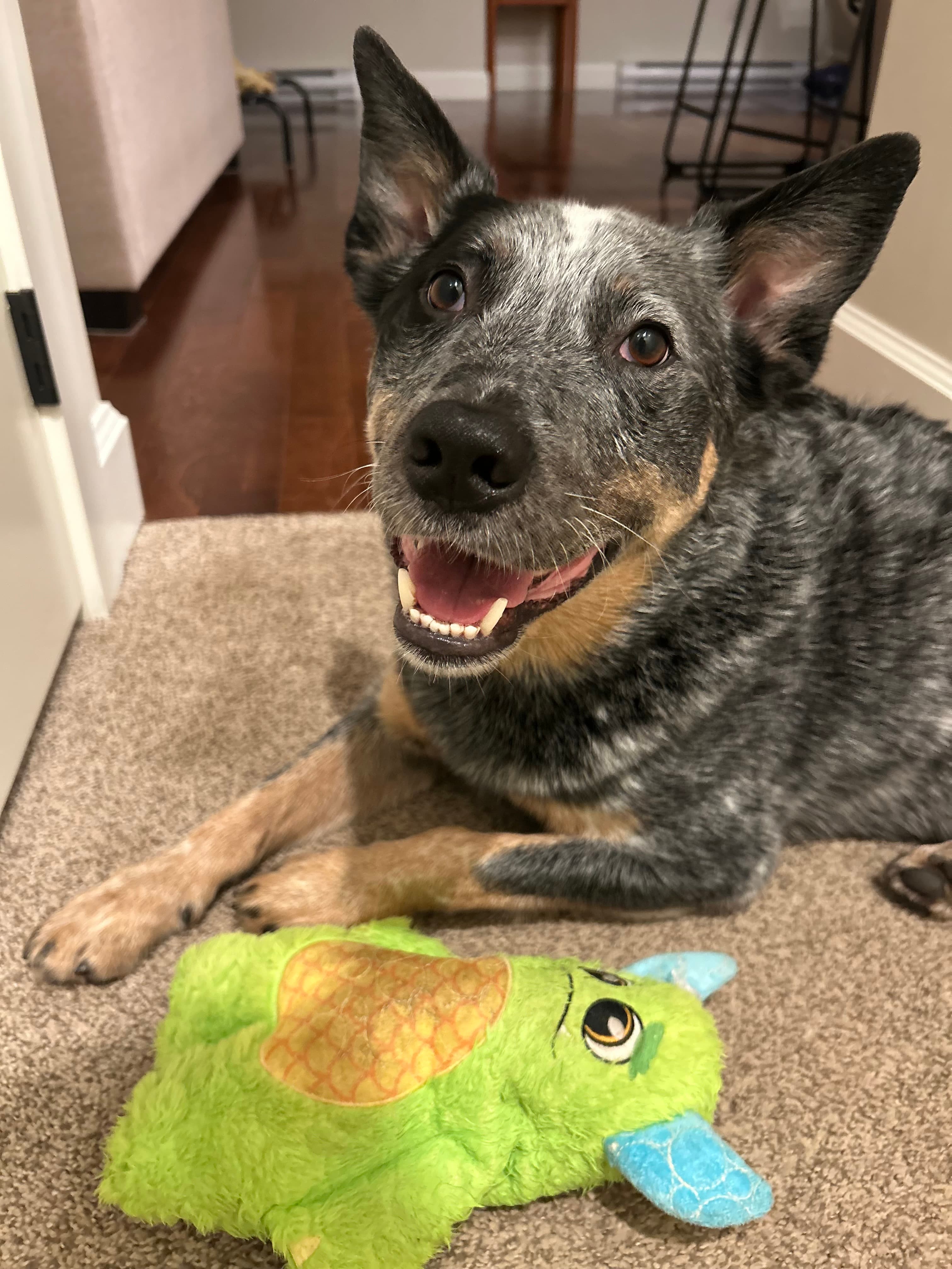Sawyer - Blue Heeler available for adoption in British Columbia