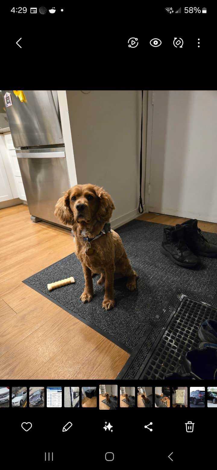 Seemore - COCKAPOO available for adoption