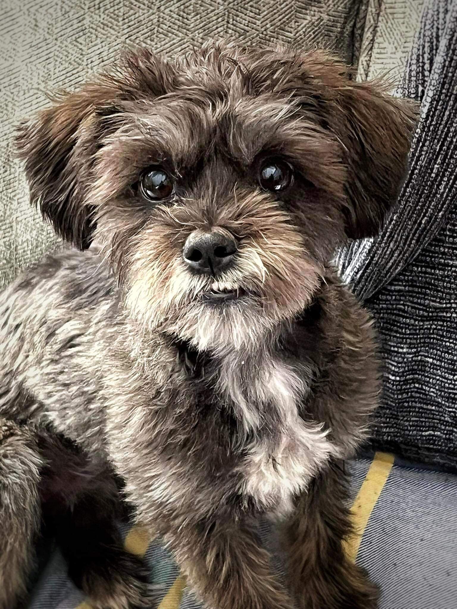 Lila - Shi Poo available for adoption at Owner Rehoming in Peterborough