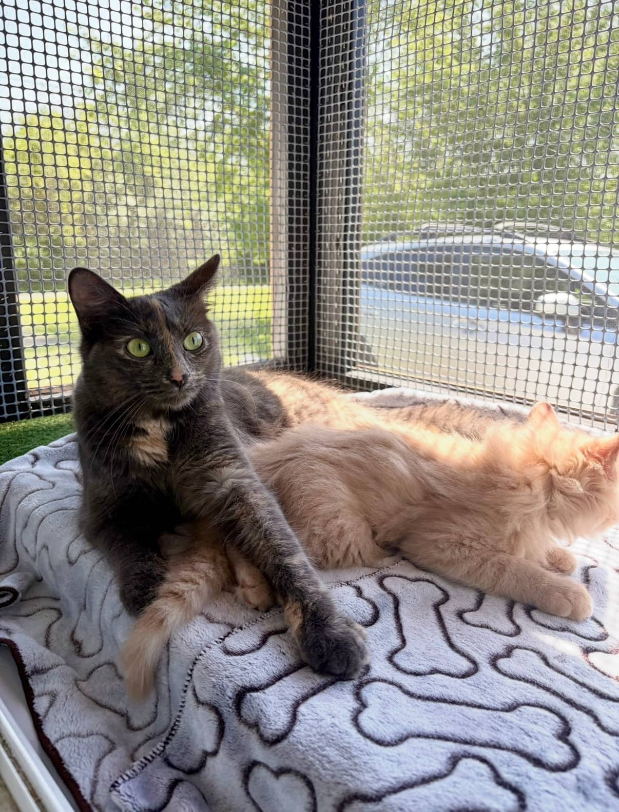 Patsy & Kittens - DMH available for adoption