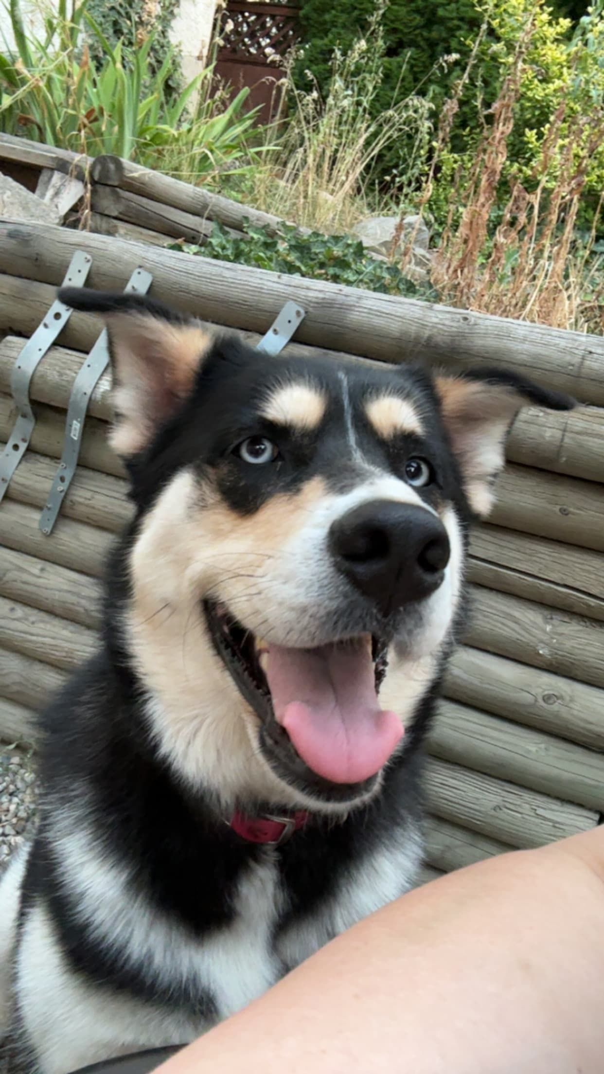 Skye - Mixed Breed available for adoption at Owner Rehoming in Kelowna