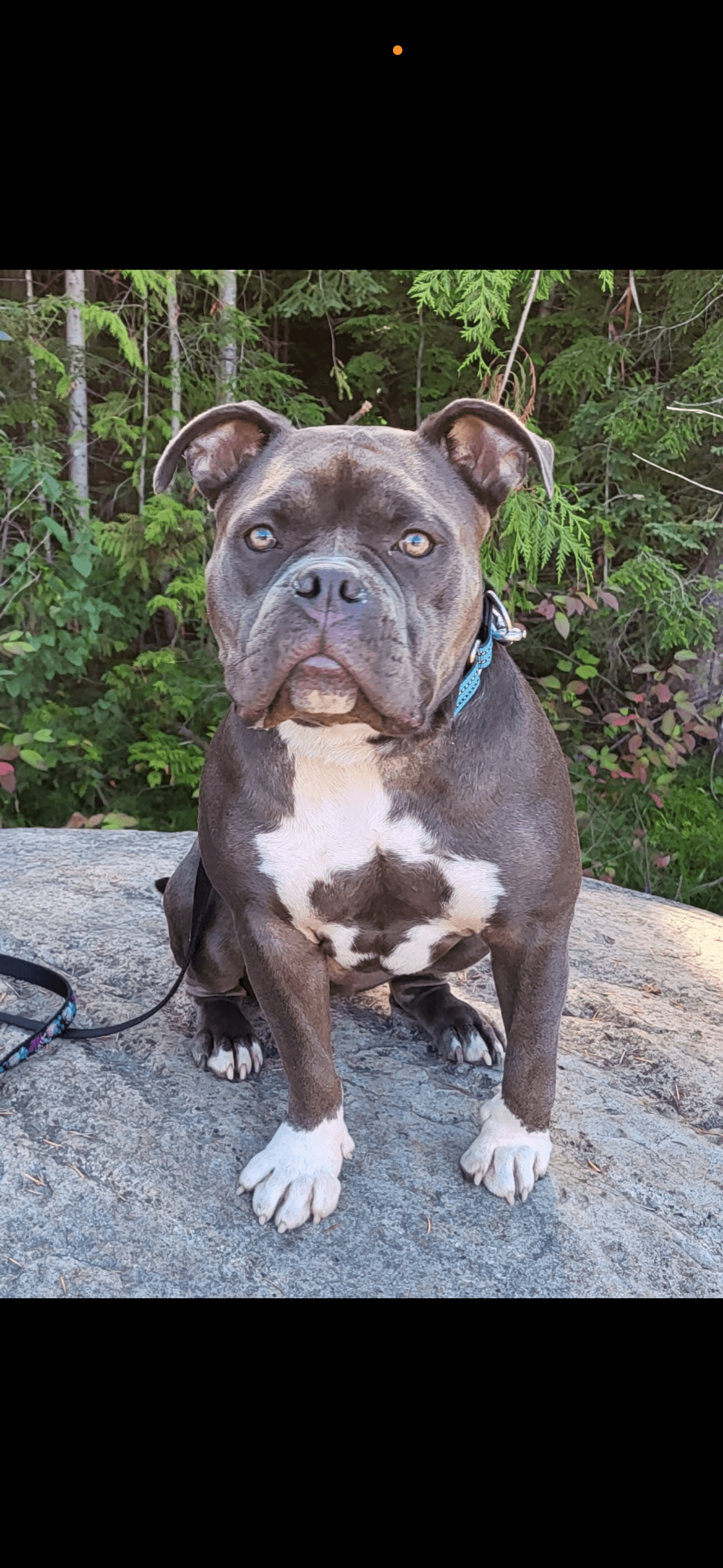 Blue Indigo - Pit Bull available for adoption at Owner Rehoming in Vernon