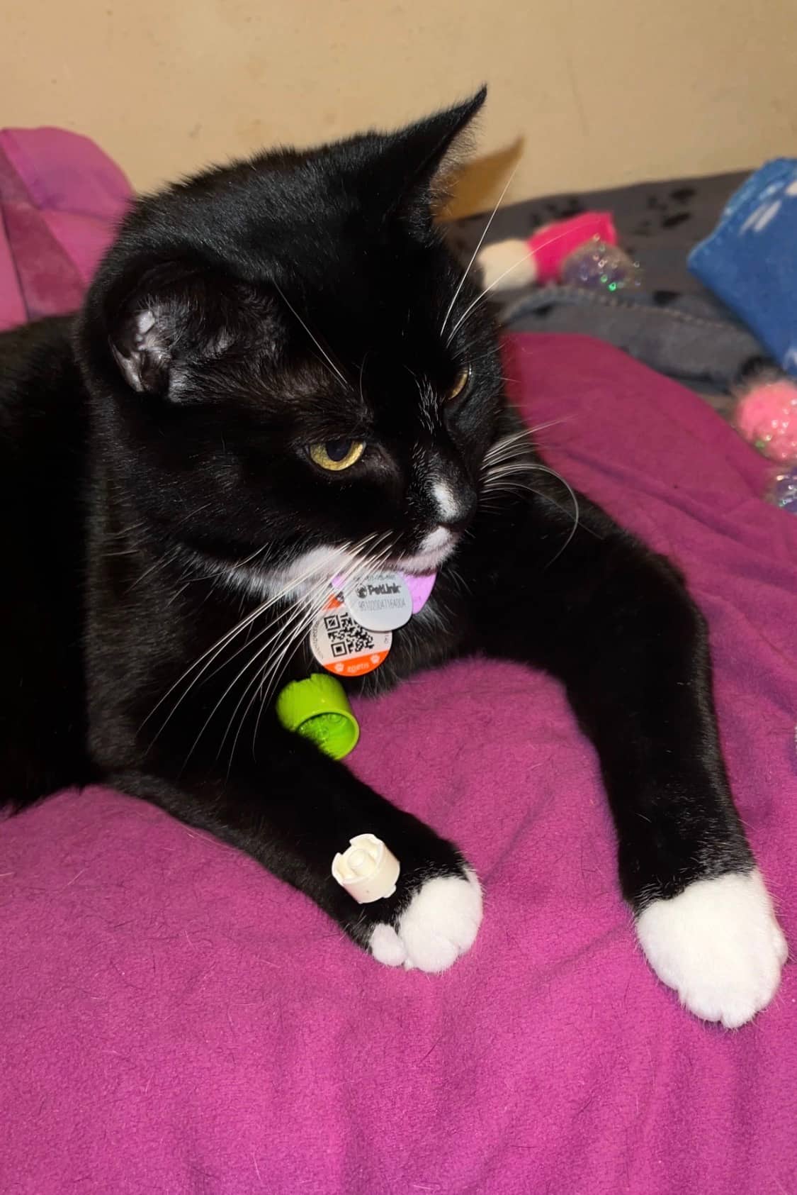 Celeste - domestic longhair available for adoption