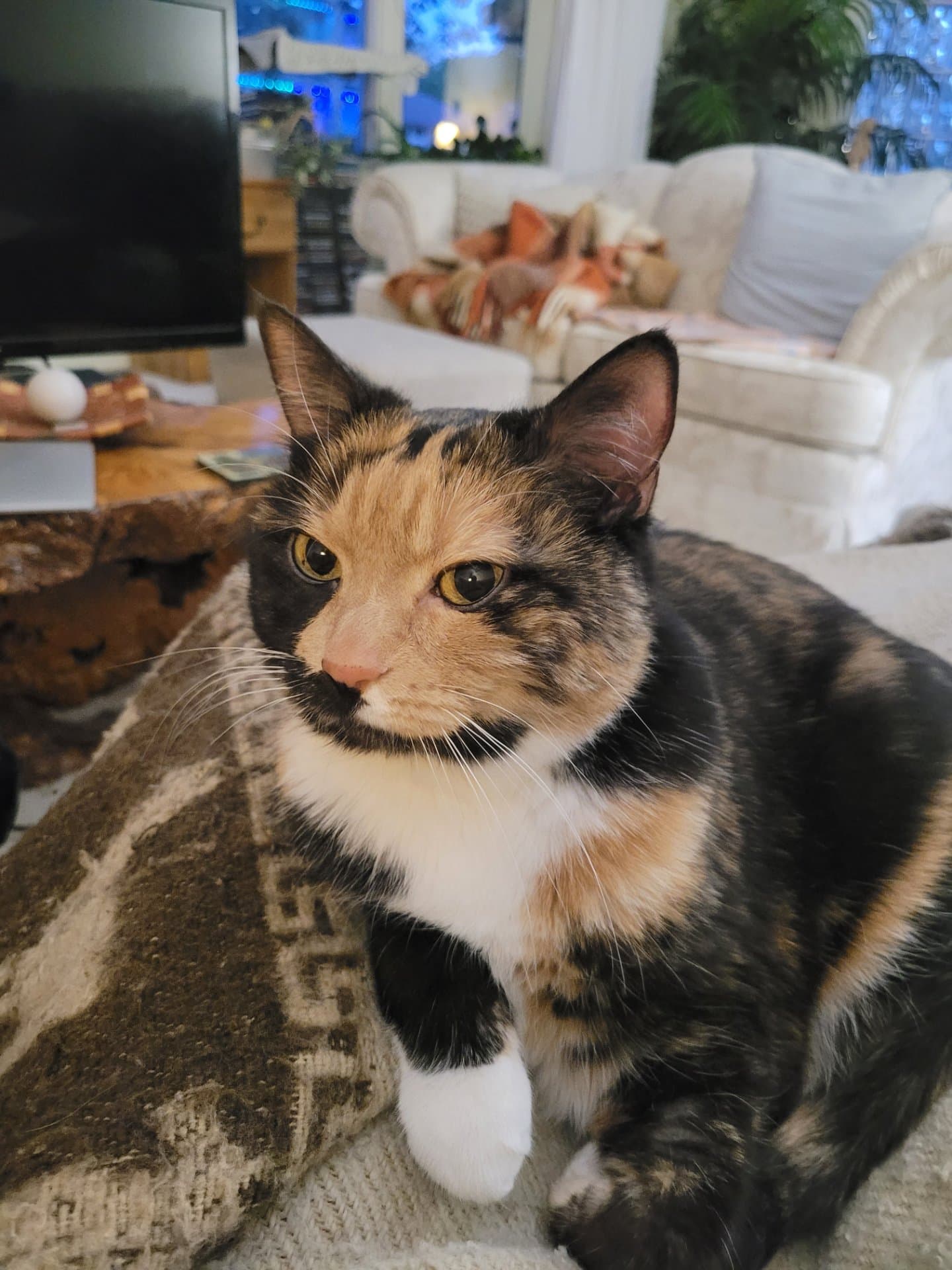 Milo - Domestic short hair cat available for adoption at Owner Rehoming in Calgary