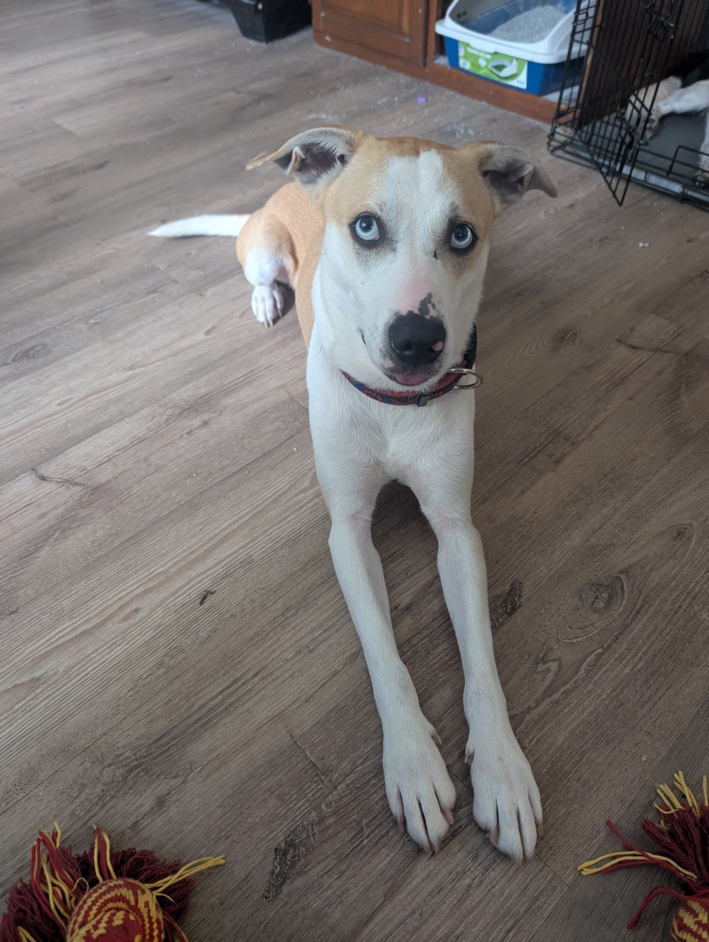 Krypto - Pitbull husky available for adoption at Owner Rehoming in Kingston