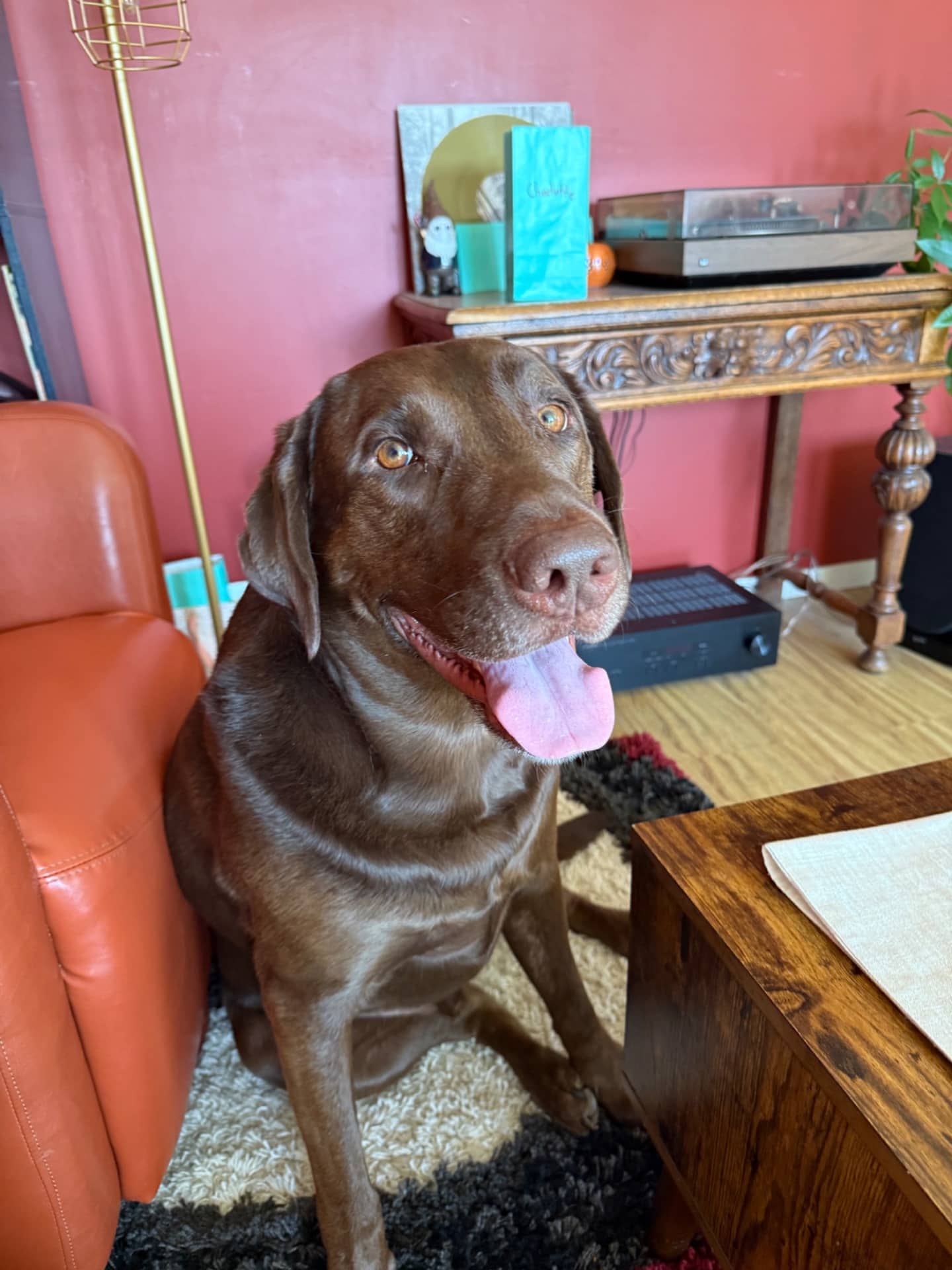 Reuben - Chocolate Lab available for adoption