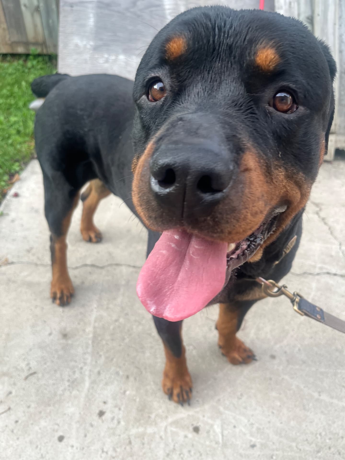 Macho - Rottweiler available for adoption at Owner Rehoming in Hamilton