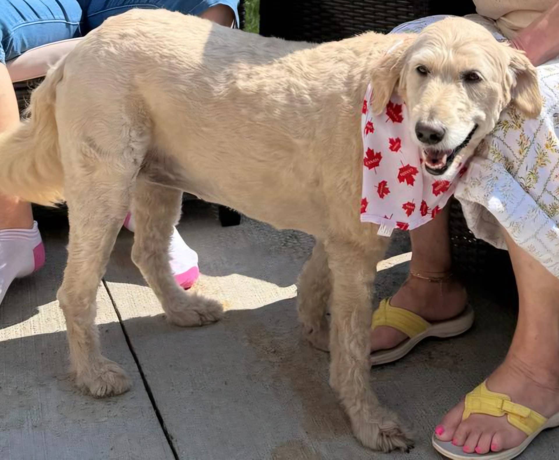 Mandy - Goldendoodle available for adoption in Ontario