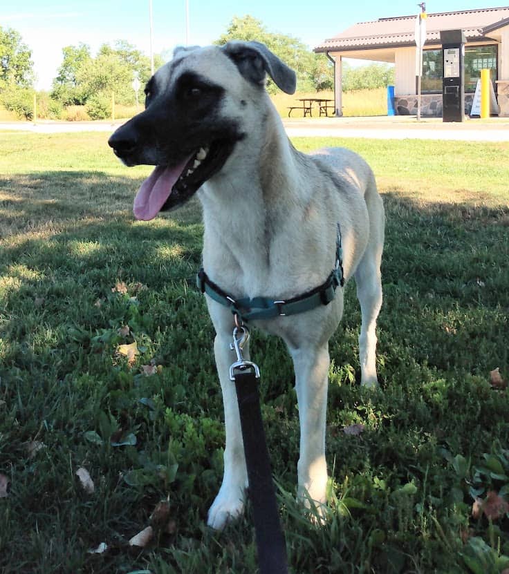 Kiju - Mixed Breed available for adoption