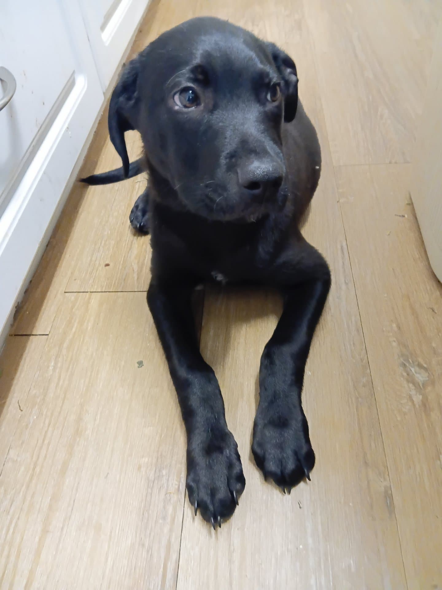 Bear - Mixed Breed available for adoption in Calgary
