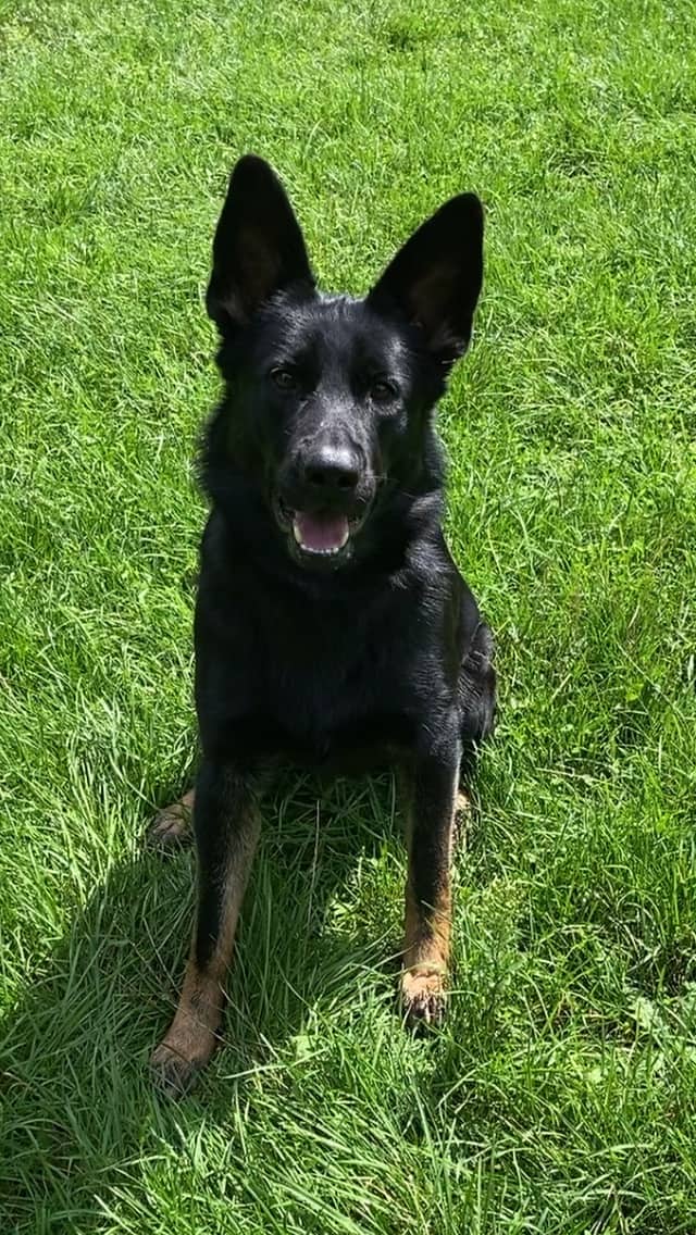 Zhyloe - German Shepherd available for adoption in Ontario