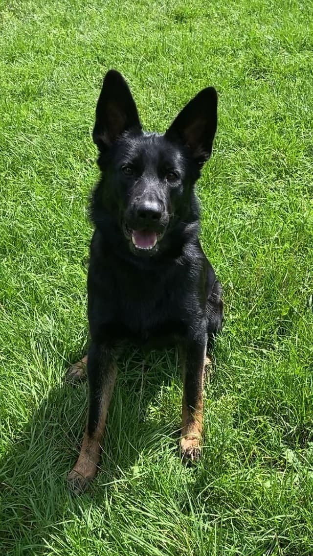 Zhyloe - German Shepherd available for adoption at Owner Rehoming in Midland