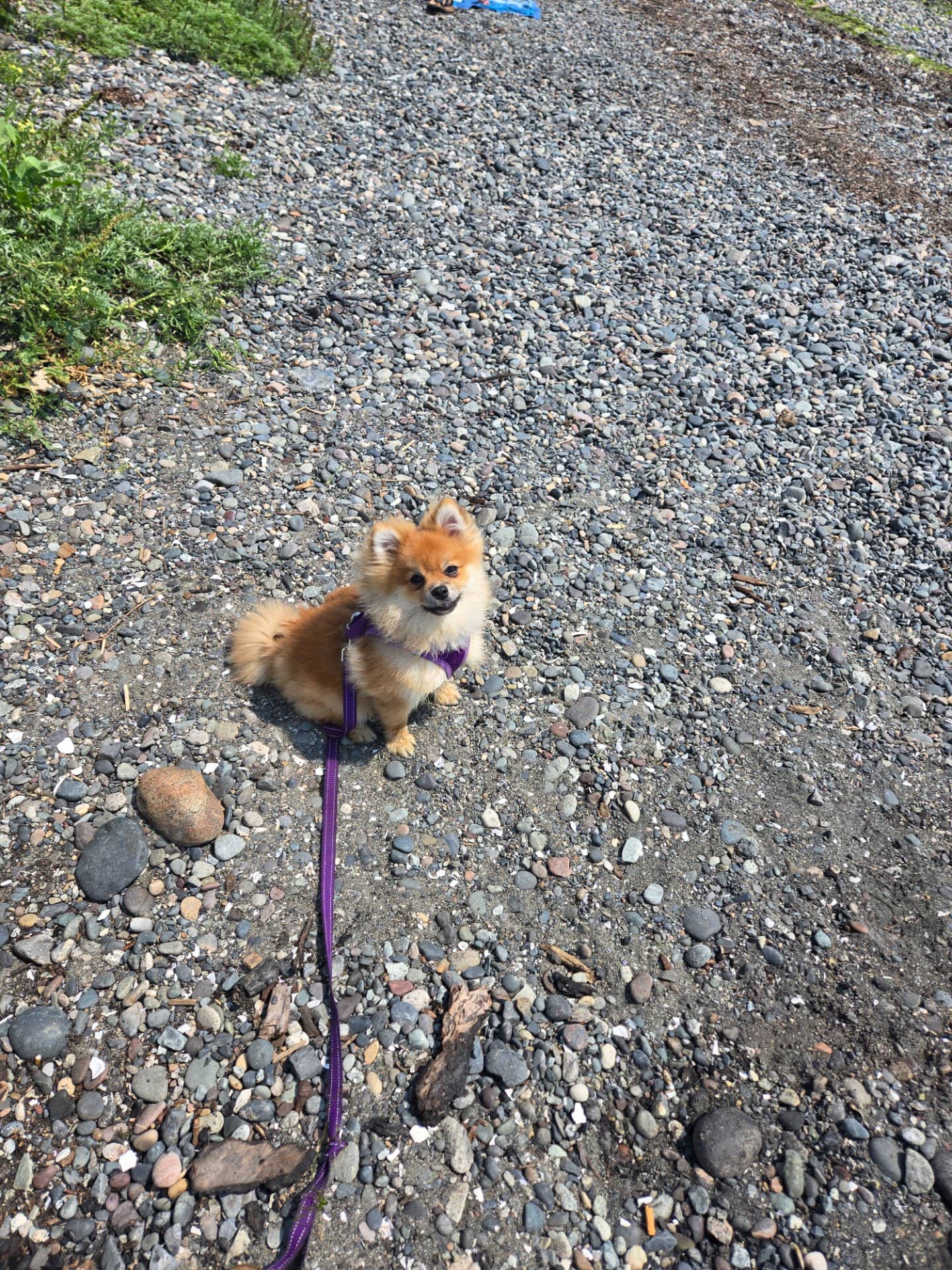 Gizmo - Pomeranian available for adoption