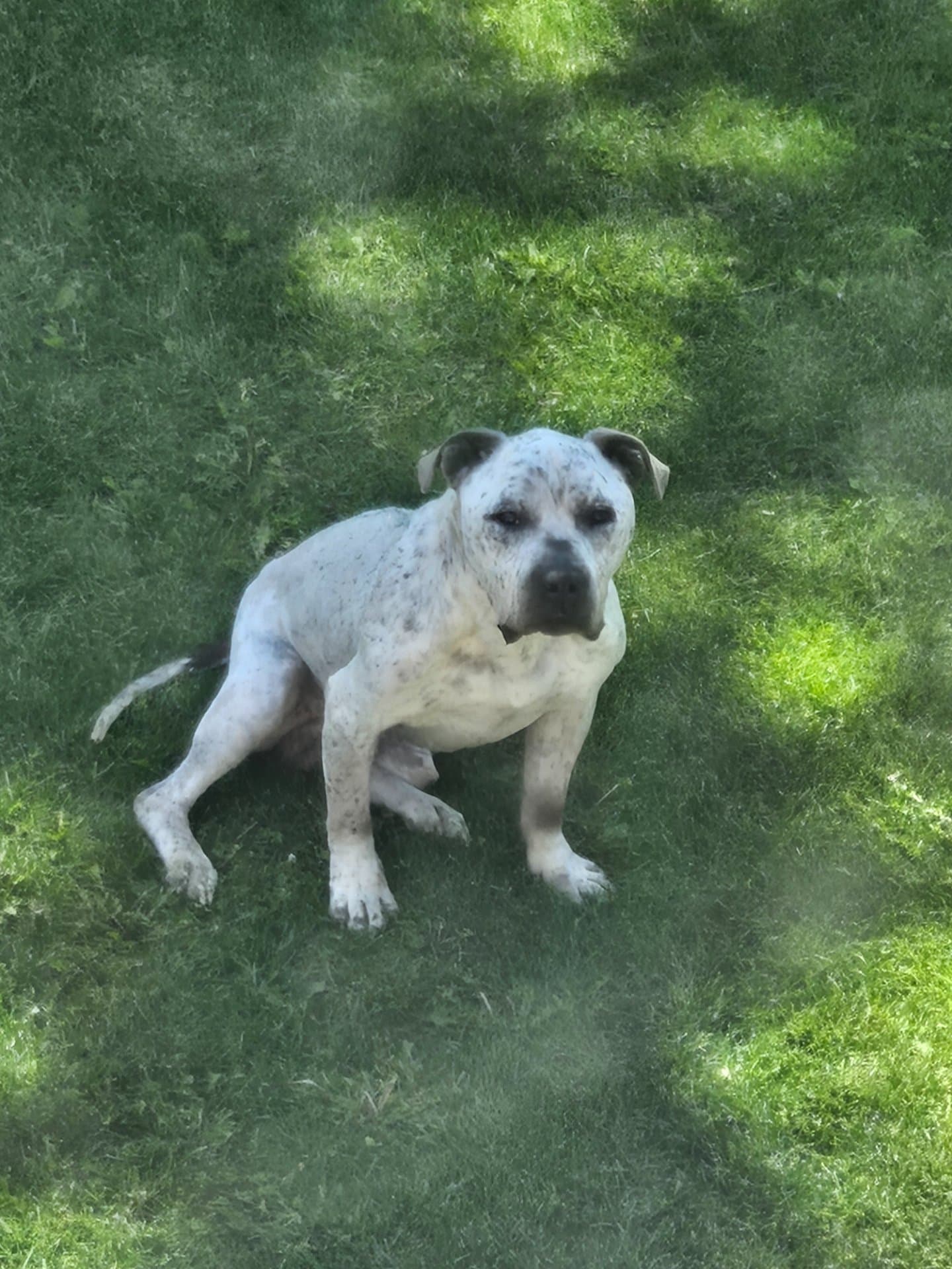 Sultan - American Bulldog available for adoption at Owner Rehoming in Calgary