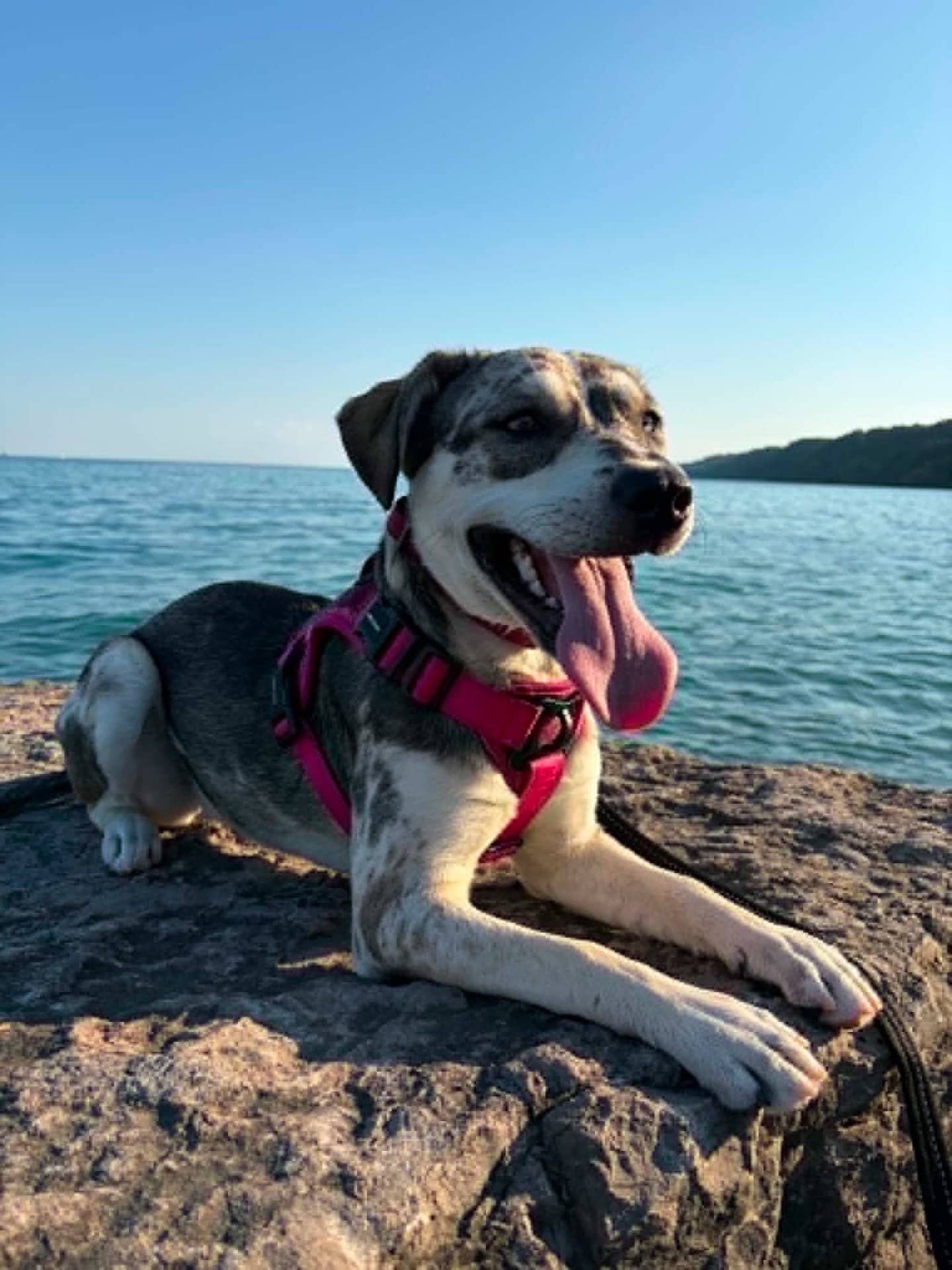 Stormy - Husky/Pocket Bully available for adoption