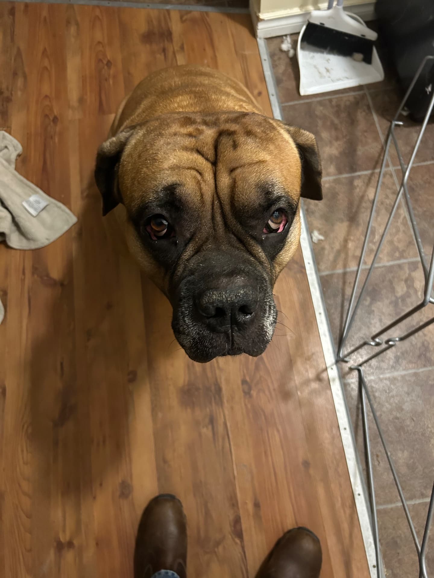 Hermes - Cane Corso available for adoption at Owner Rehoming in Calgary