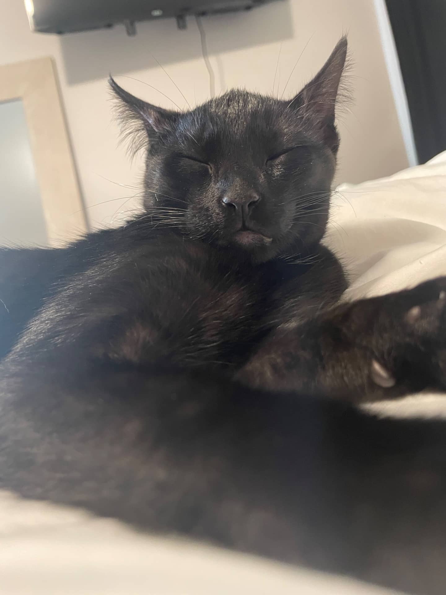 Johnathan - Domestic Shorthair available for adoption