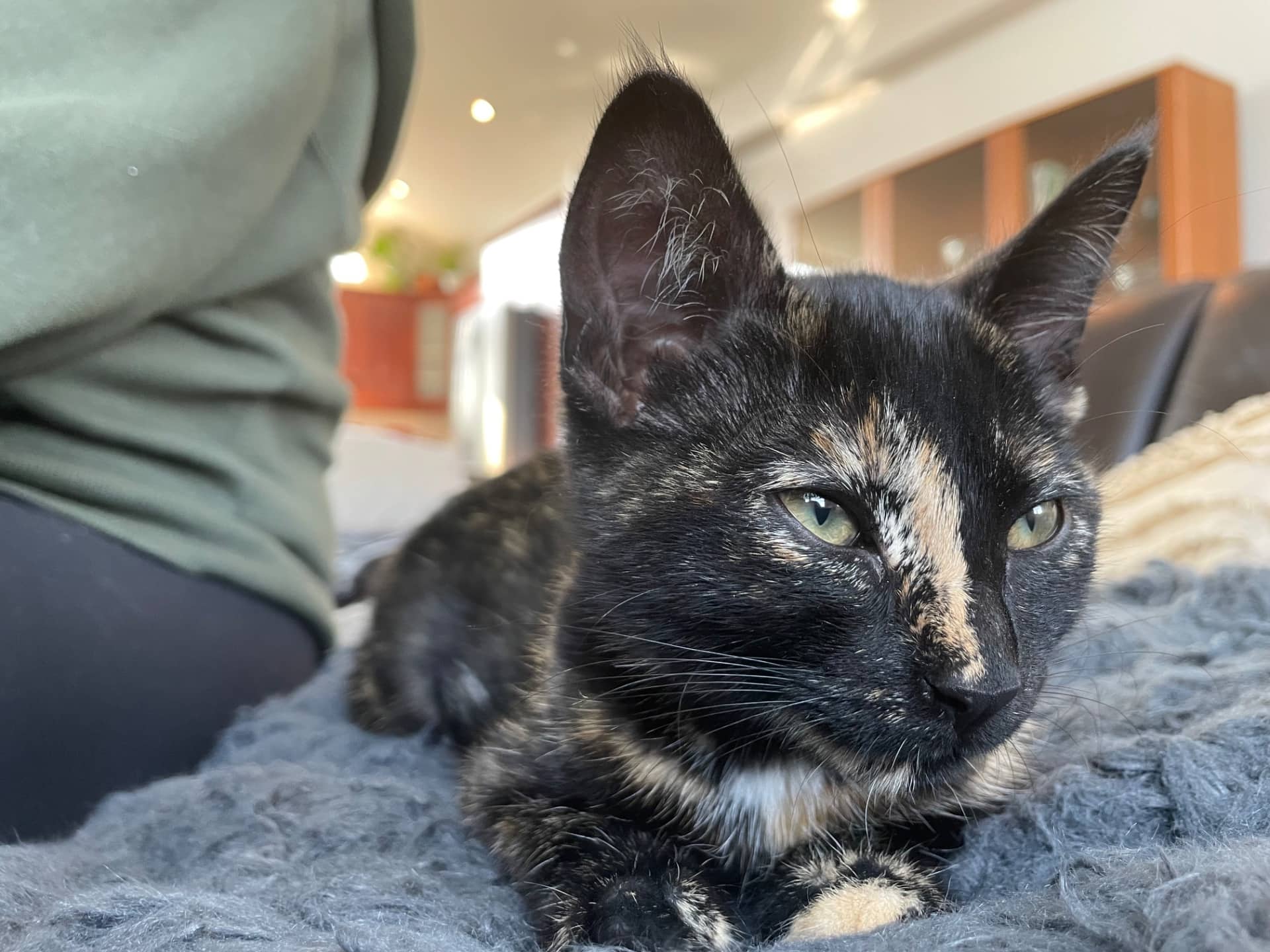 Rascal - Domestic Shorthair available for adoption