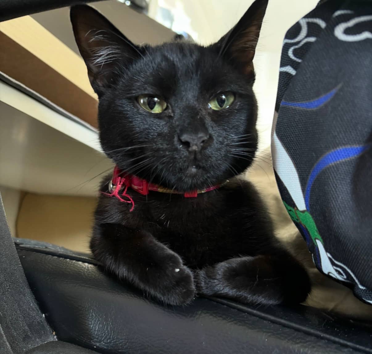 Ninja - Domestic Shorthair available for adoption