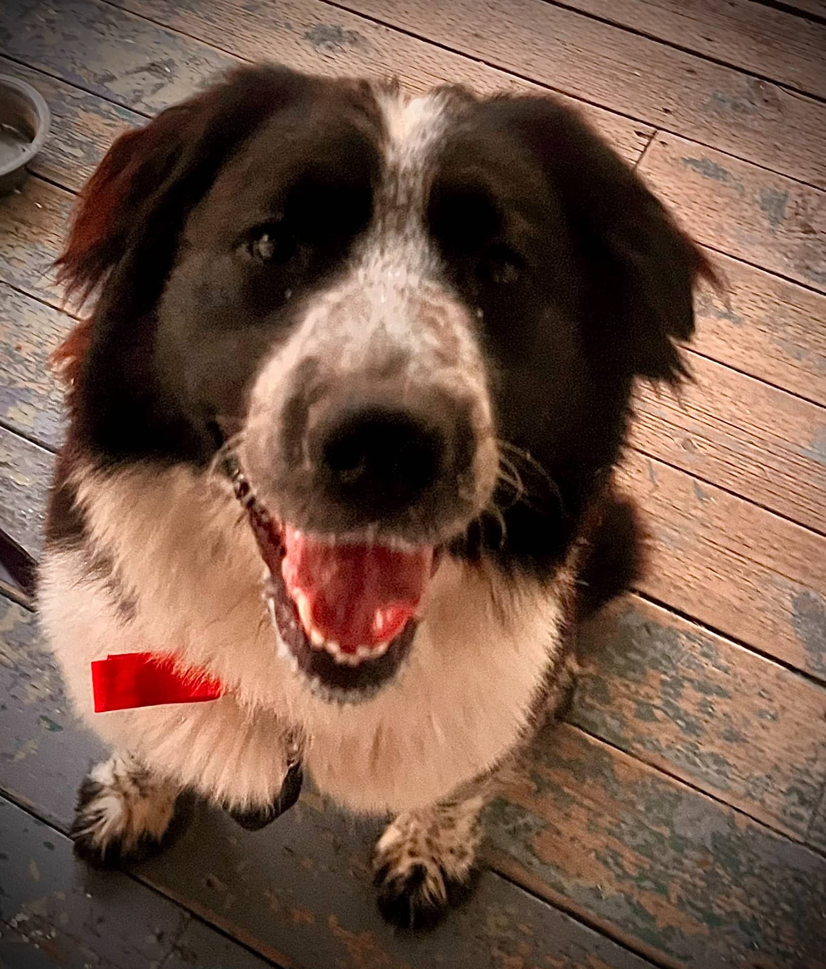Zoey - Border Collie/Pyrenees Mix available for adoption at Owner Rehoming in Winnipeg (1 of 3)
