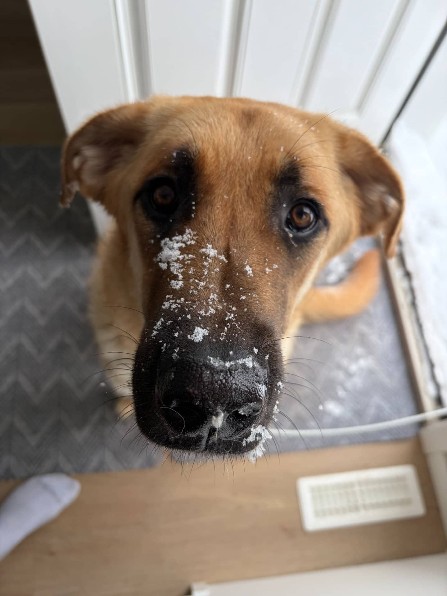 Millie - Mixed Breed available for adoption at Owner Rehoming in Calgary (1 of 5)