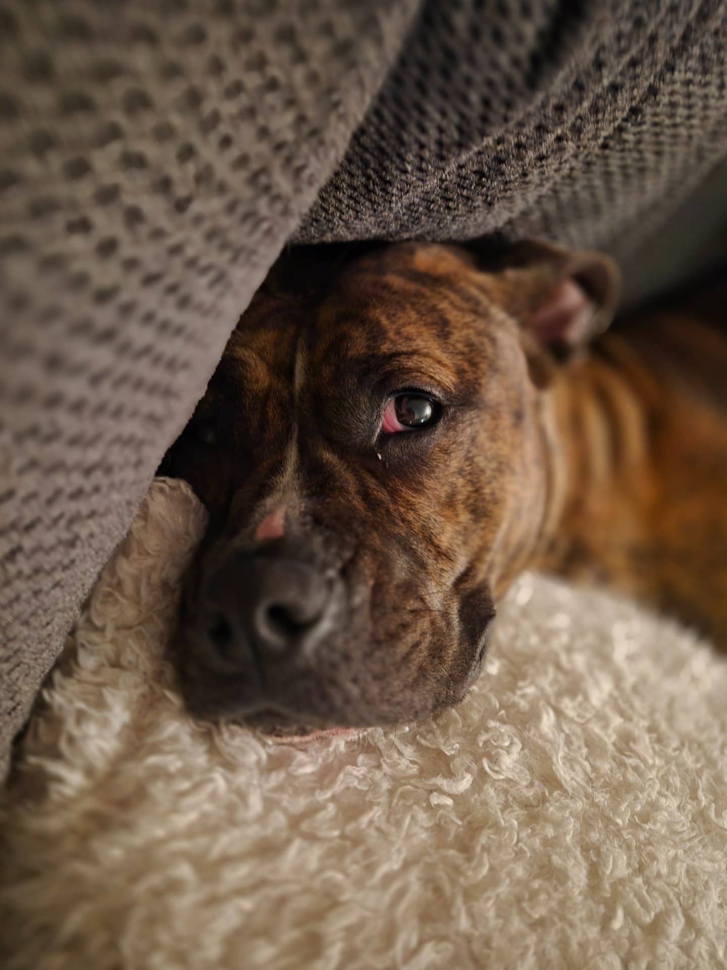 Kinny - Boxer mix available for adoption at Owner Rehoming in Kitchener (1 of 5)