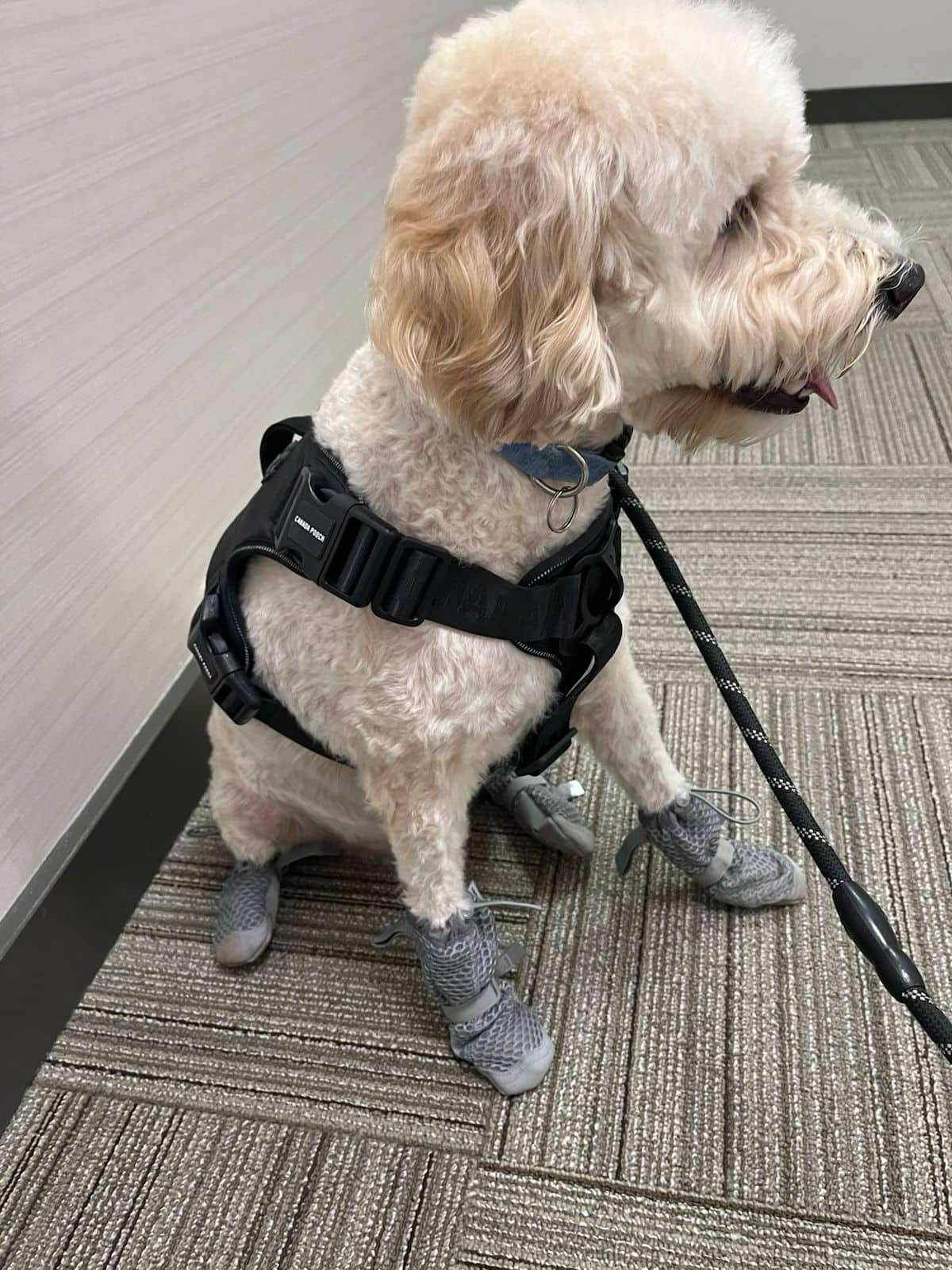 Joe - Goldendoodle available for adoption at Owner Rehoming in Toronto (1 of 5)