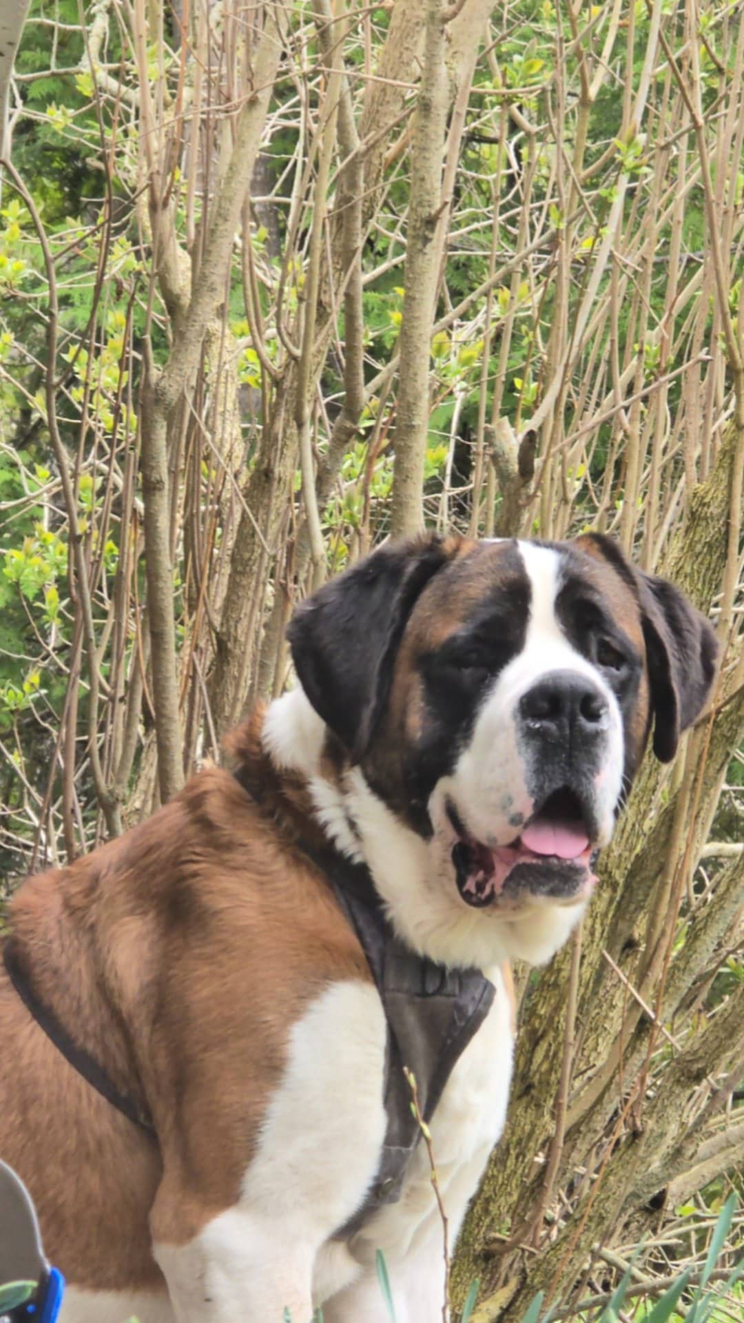 Duke - Saint Bernard available for adoption at Owner Rehoming in Owen Sound (1 of 5)