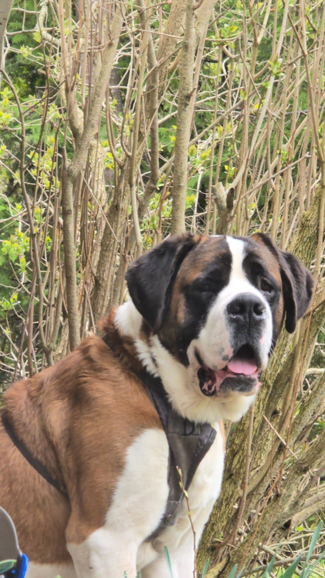 Duke