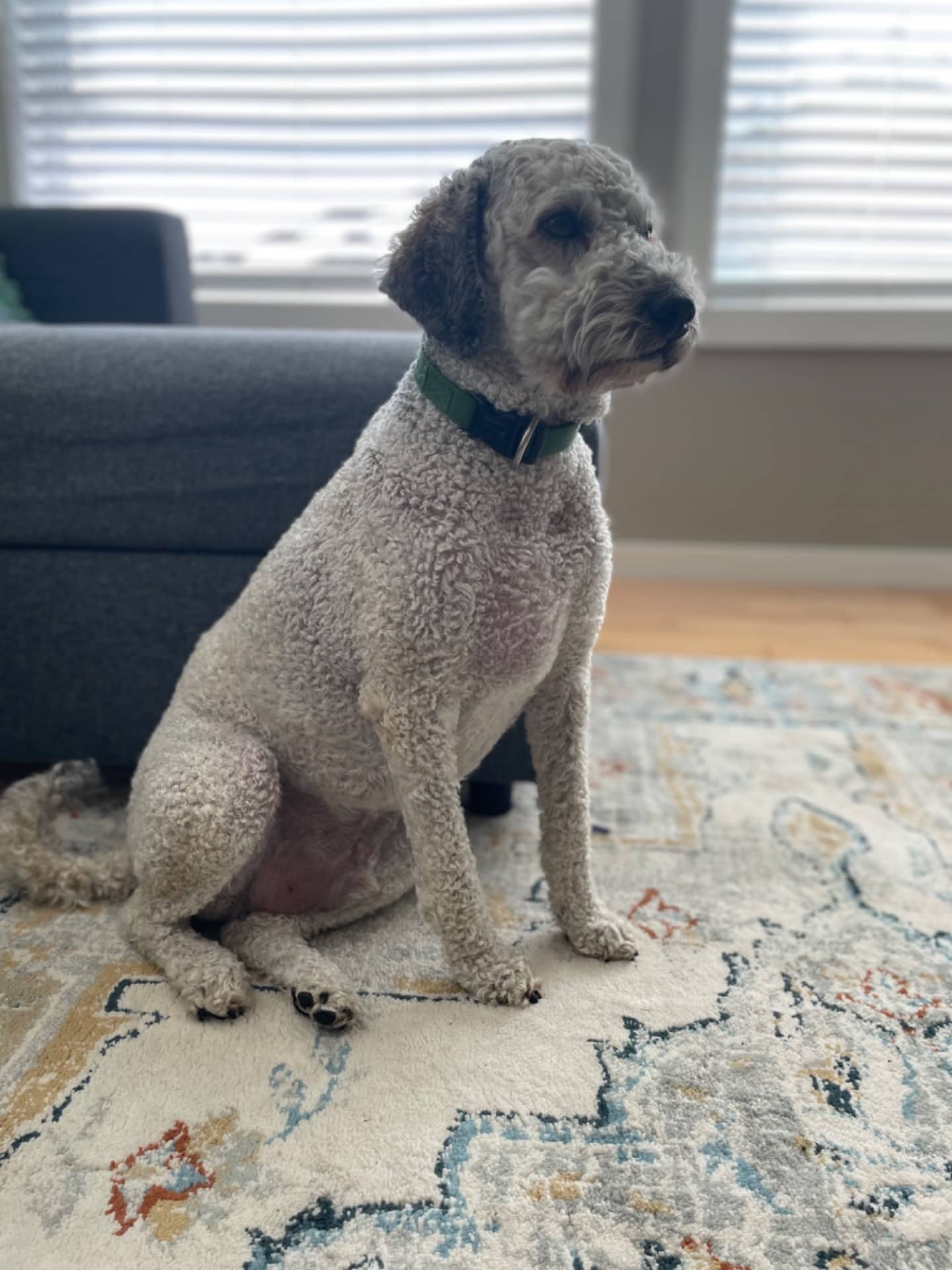 Felix - Poodle available for adoption at Owner Rehoming in Calgary (1 of 2)