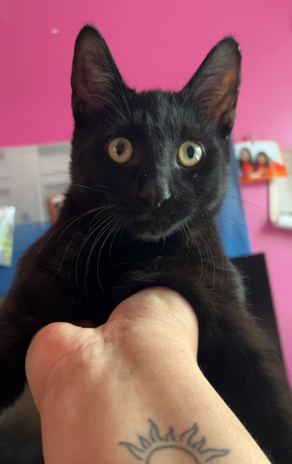 Cosmo - Domestic Shorthair cat available for adoption at Owner Rehoming in Dauphin