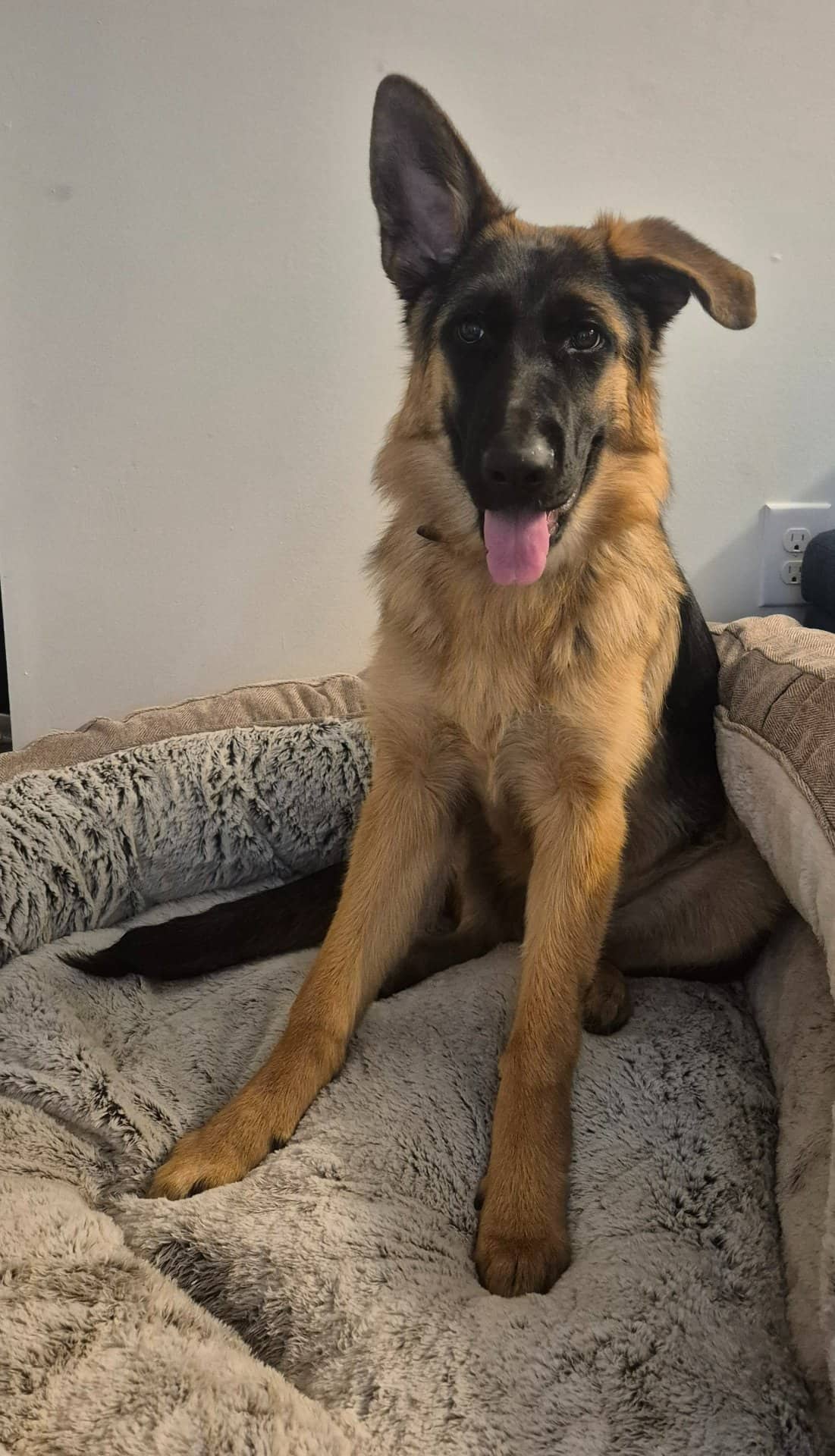 Xena - German Shepherd available for adoption at Owner Rehoming in Calgary (1 of 4)